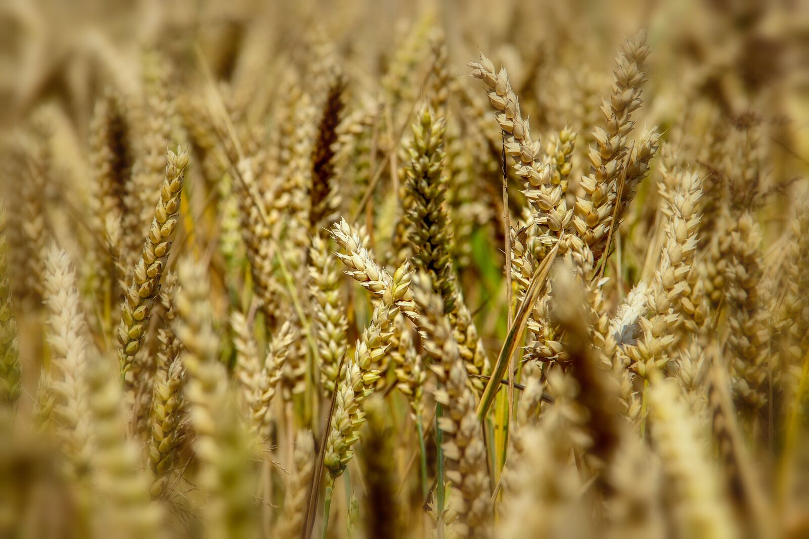 Canon EOS 600D (Rebel EOS T3i / EOS Kiss X5) sample photo. Grain, halm, cereals photography