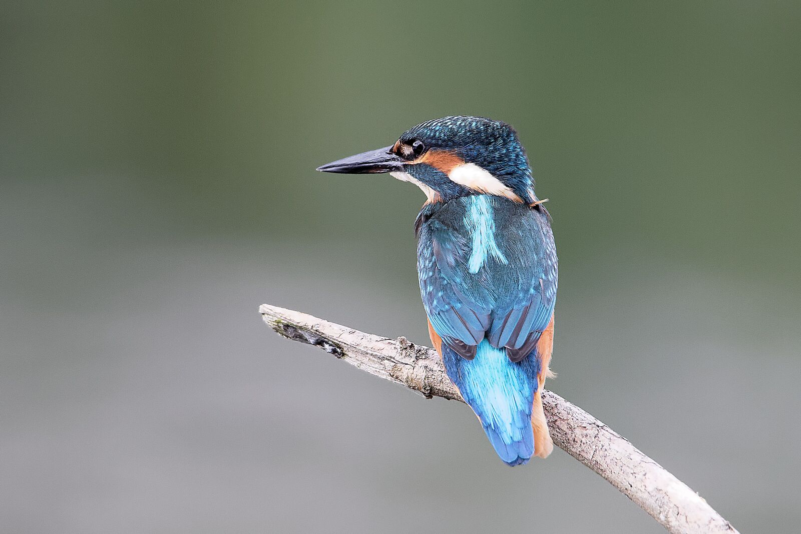 Canon EOS 7D Mark II sample photo. Kingfisher, fishing, fish photography