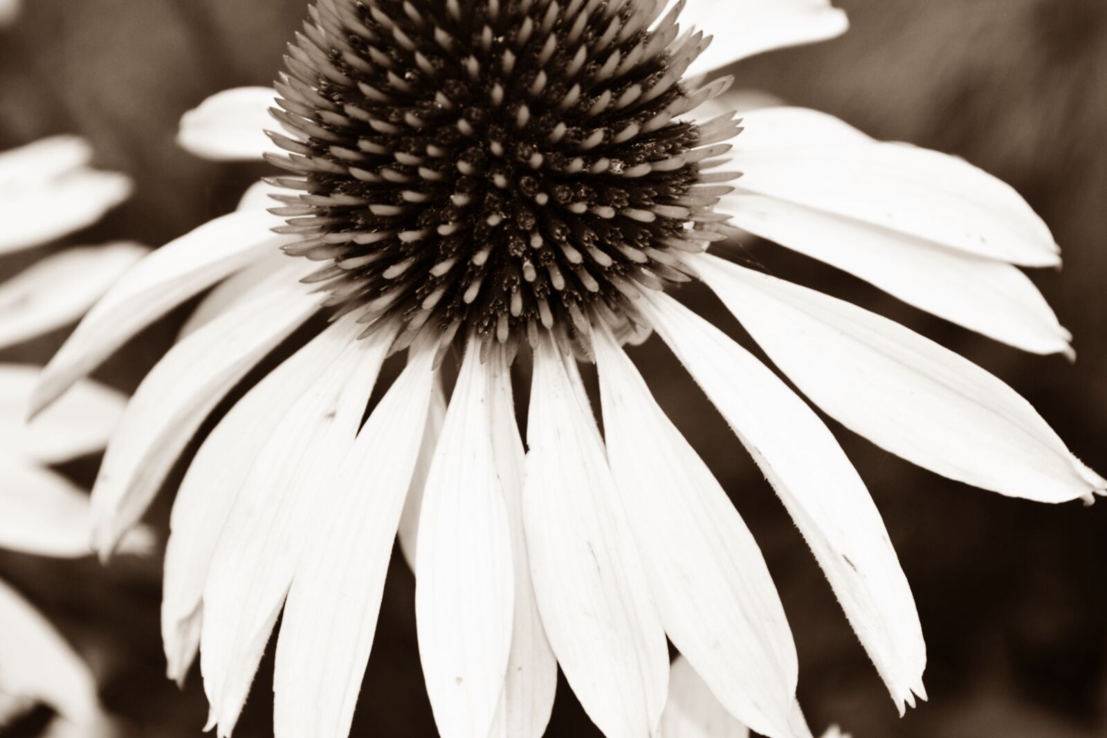 Nikon D3100 sample photo. Black white, blossom, bloom photography