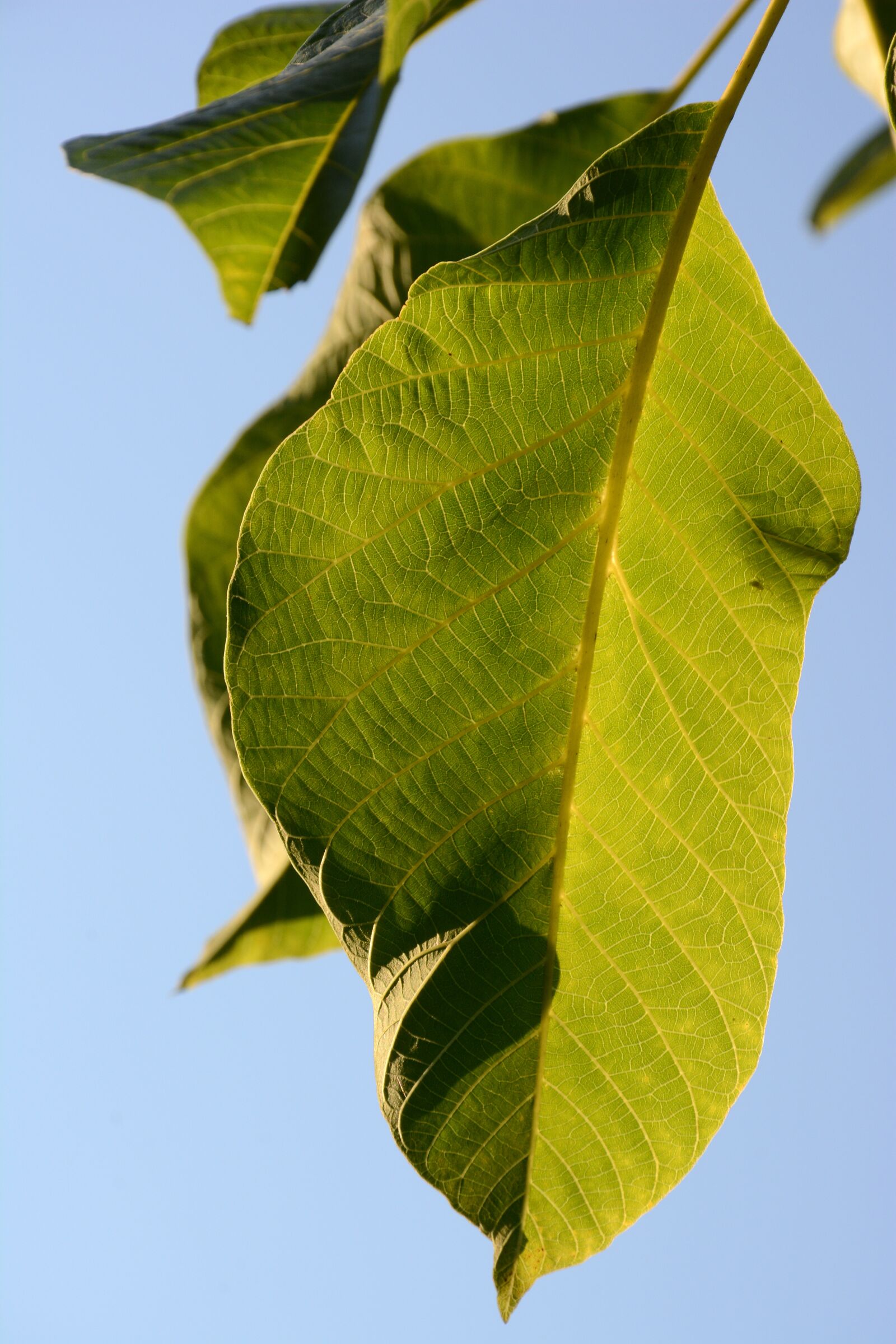 Nikon D7100 sample photo. Sheet, tree, green photography