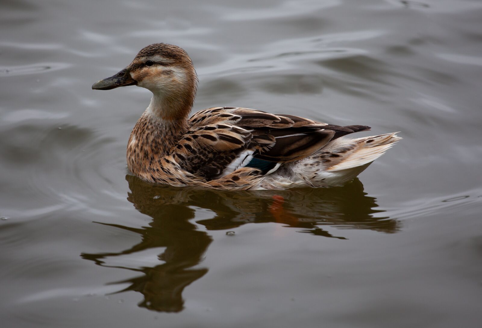 Canon EOS 5D Mark II sample photo. Female duck, mallard, mallard photography