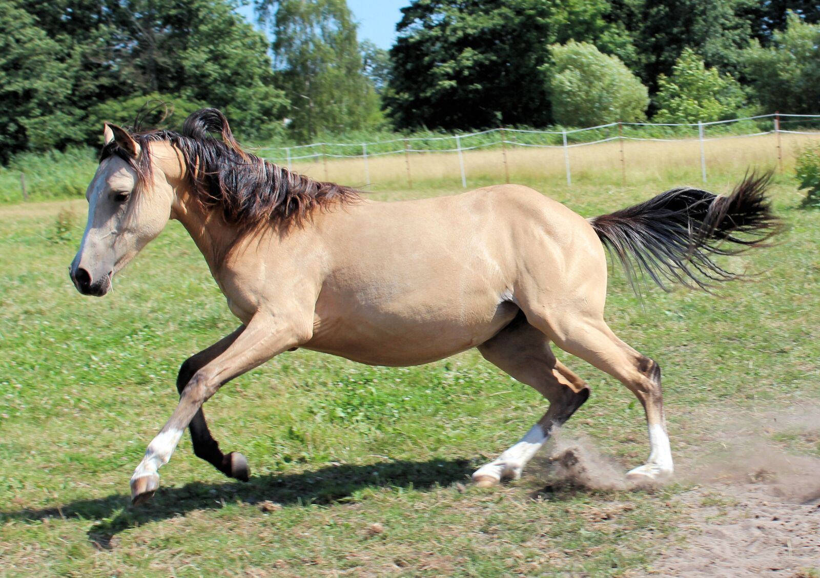 Canon EOS 600D (Rebel EOS T3i / EOS Kiss X5) sample photo. Horse, pony, foal photography