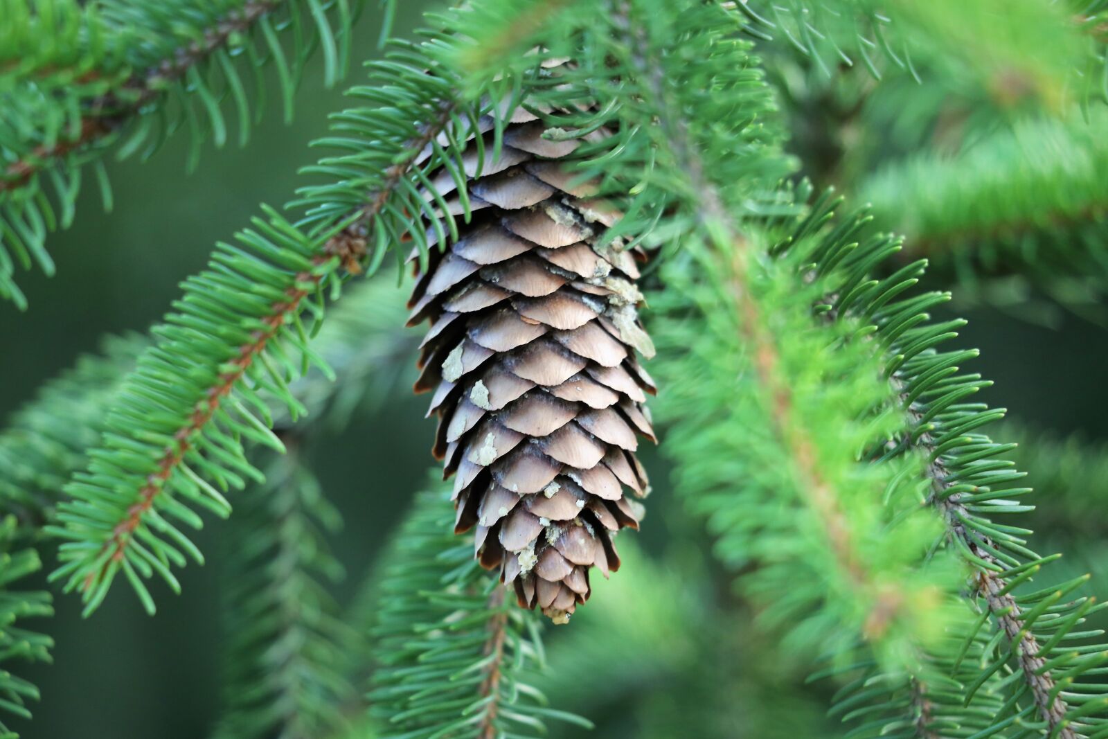 Canon EF 70-300 F4-5.6 IS II USM sample photo. Picea abies, european spruce photography