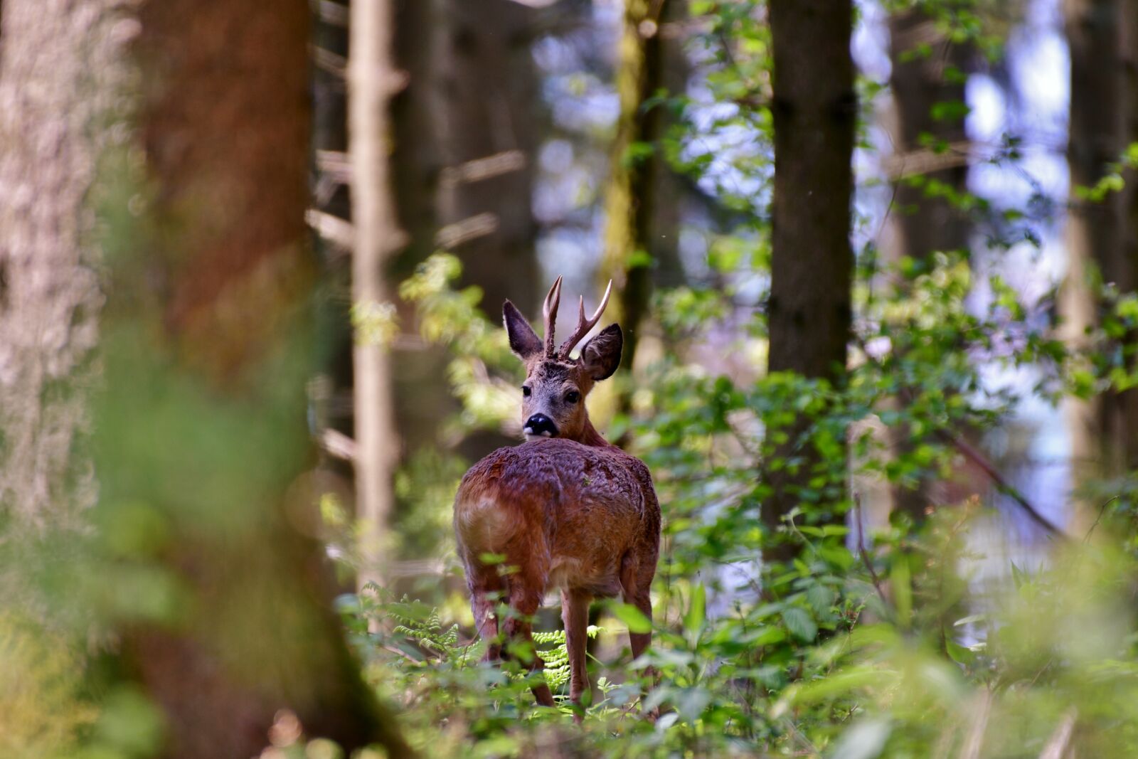 Nikon D500 sample photo. Reebok, wild, forest photography