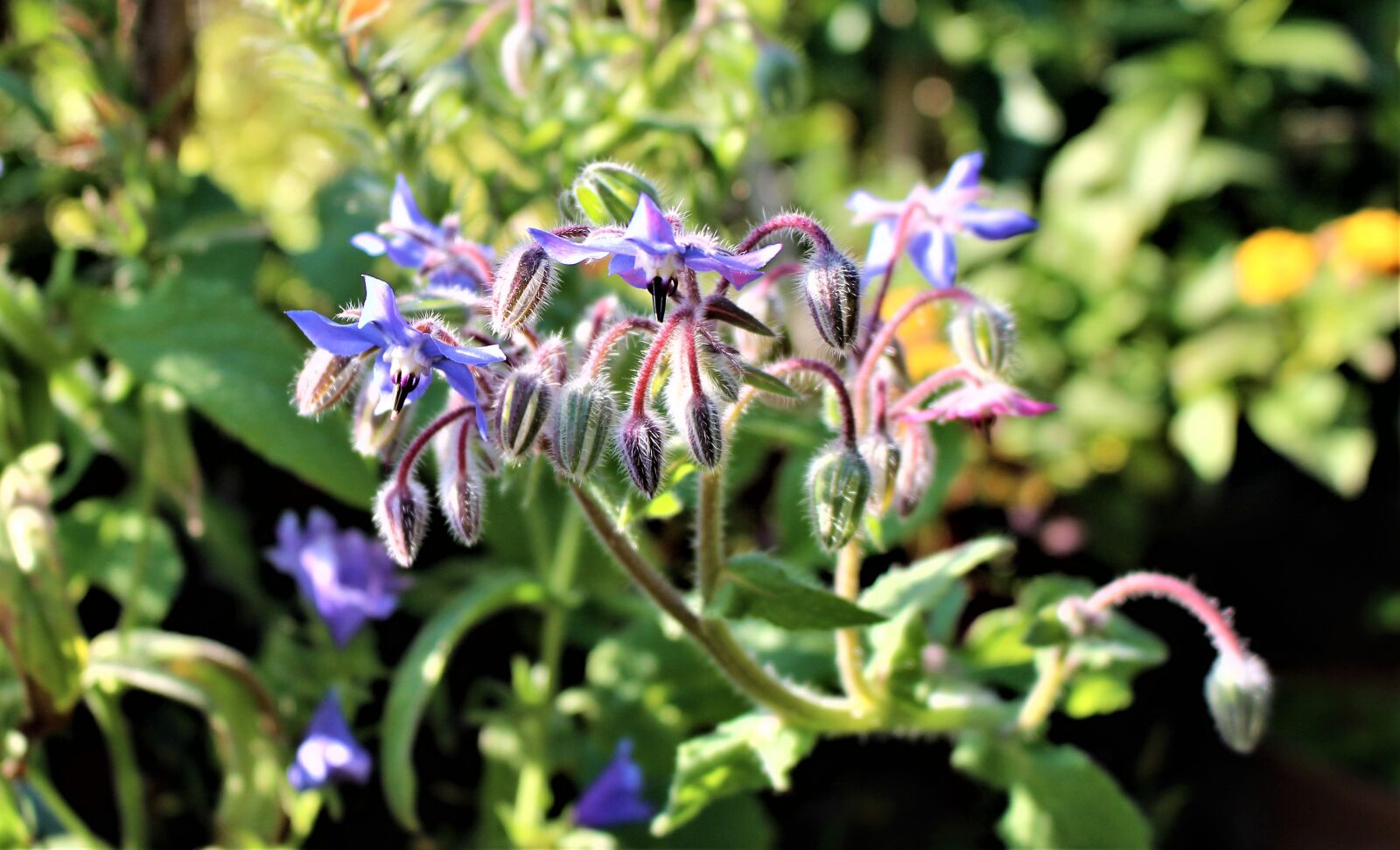 Canon EOS 700D (EOS Rebel T5i / EOS Kiss X7i) sample photo. Borage, flowers, flower photography