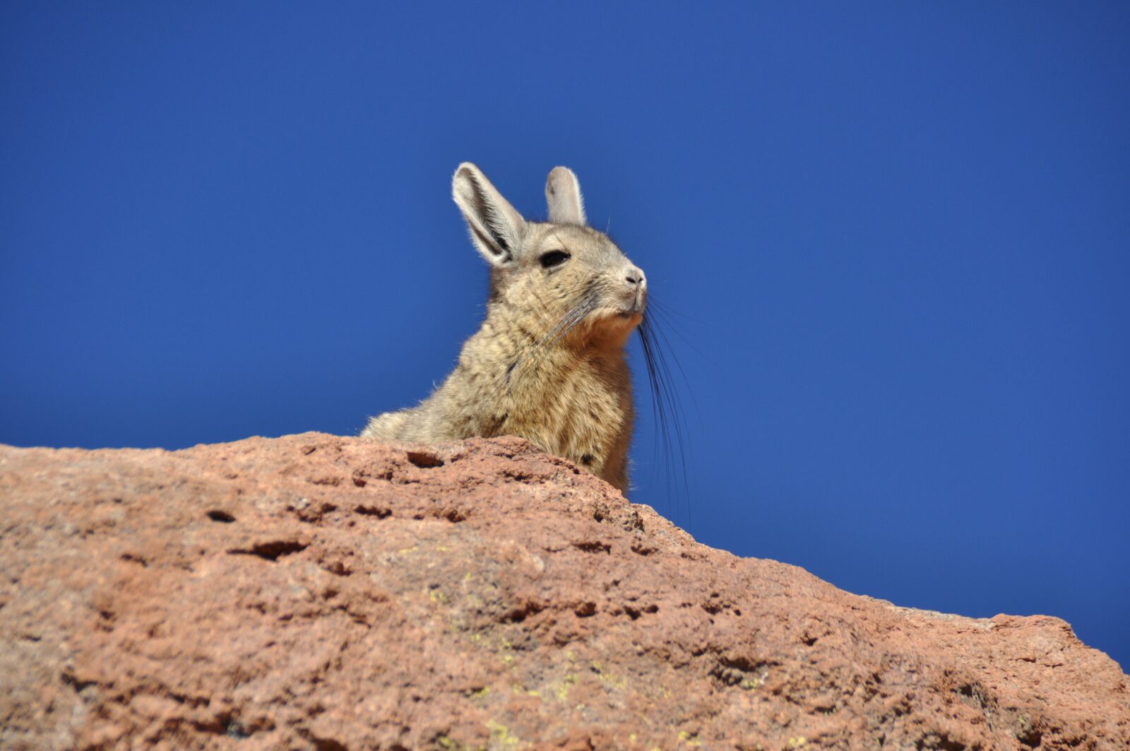 Nikon D90 sample photo. Nature, chinchilla, cute photography