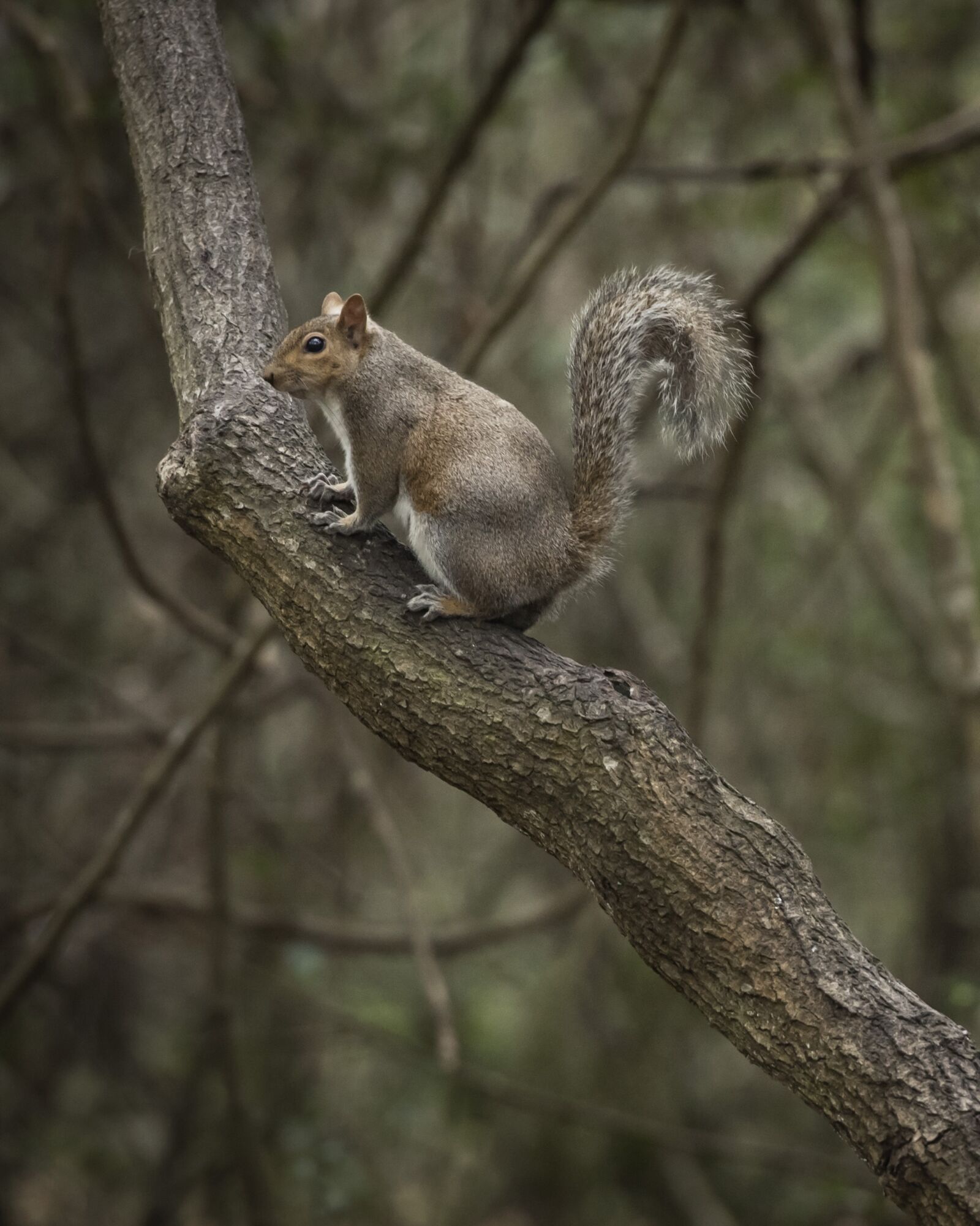 Nikon D810 sample photo. Squirrel, wildlife, tree photography
