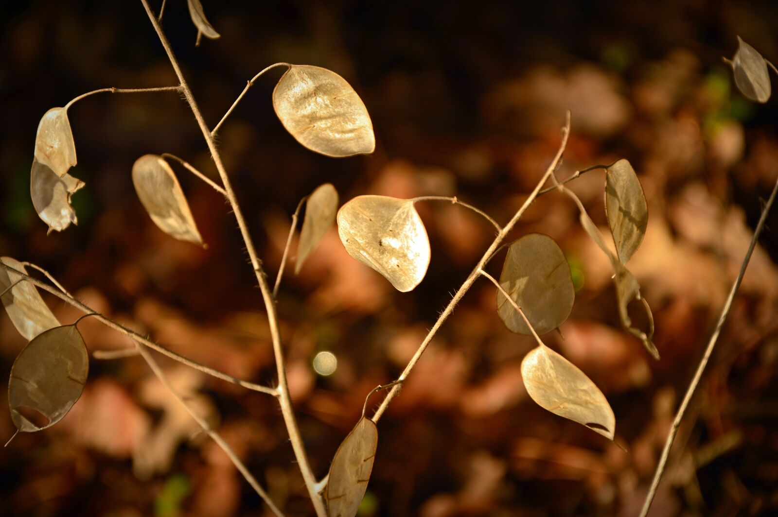Nikon D3200 sample photo. Silver leaf, lunaria, cruciferous photography