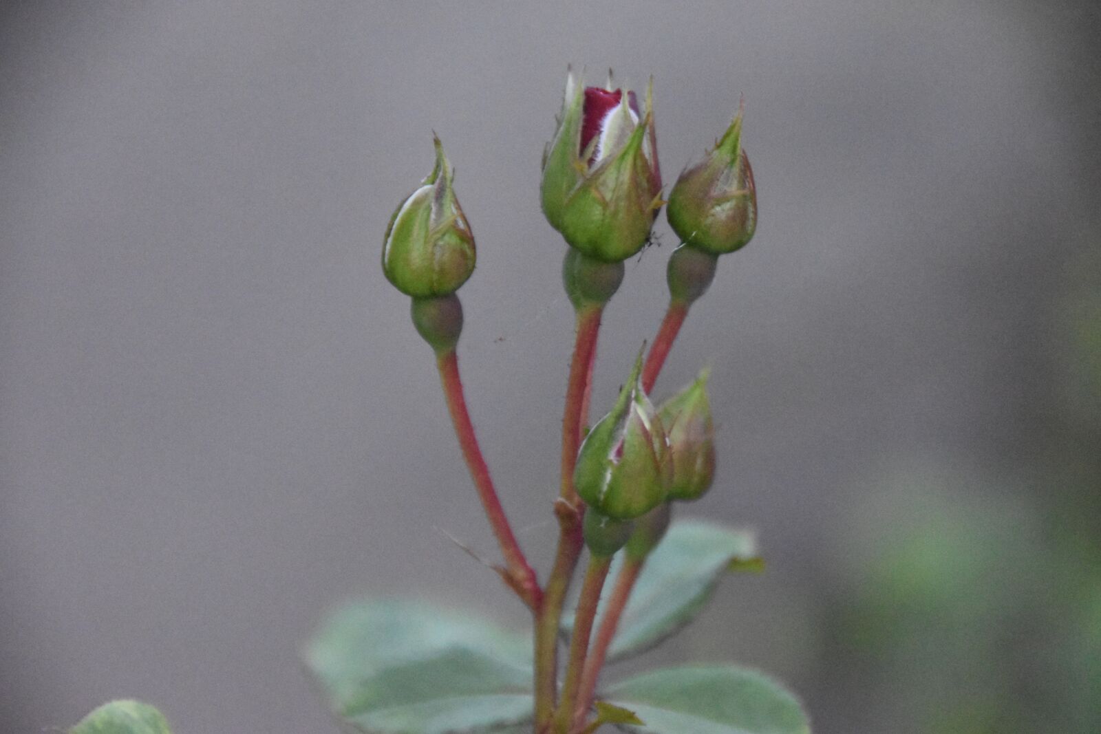 Nikon D5600 sample photo. Rosebuds, rosebush, perfume photography