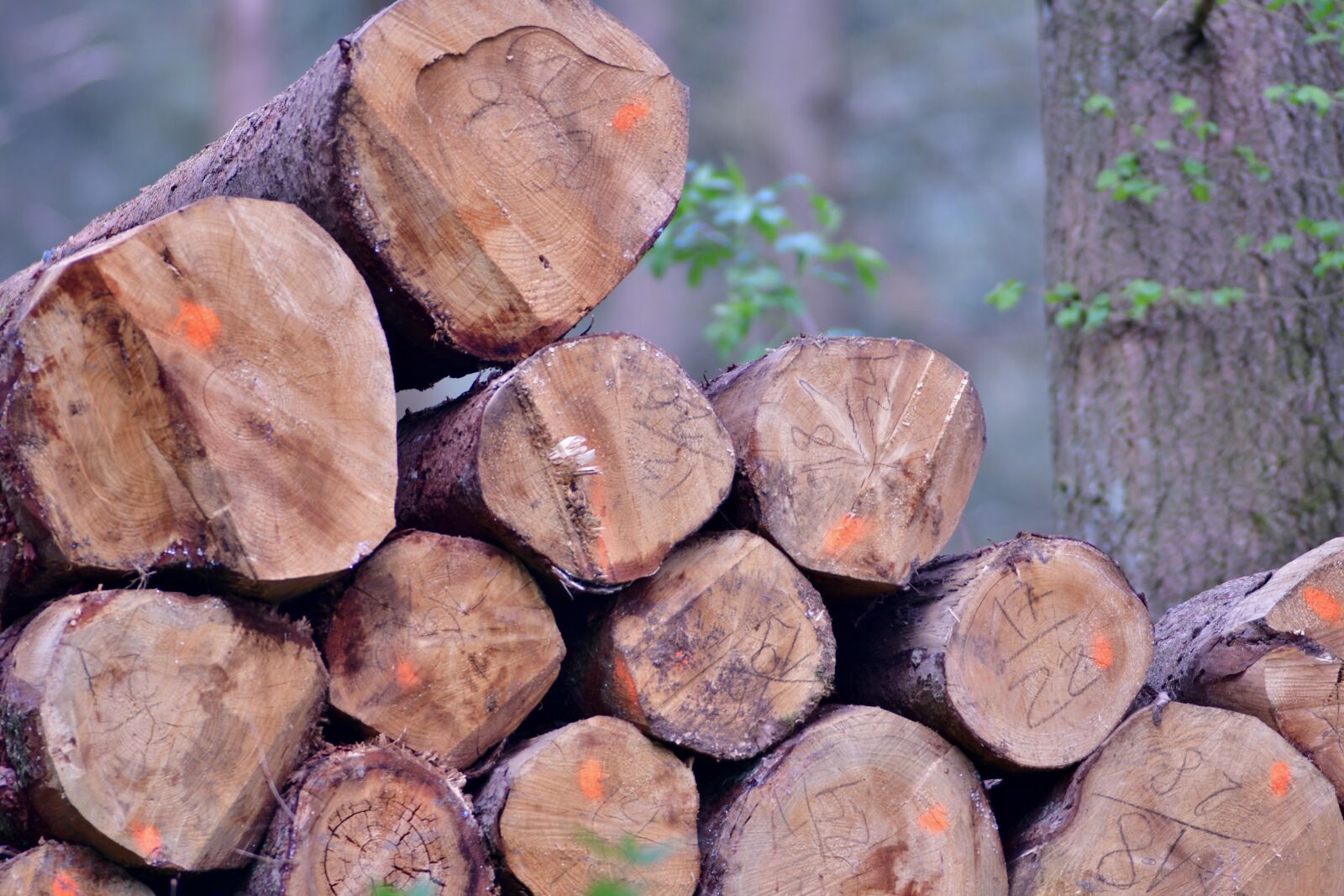 Nikon D500 sample photo. Trunks, trees, cut photography