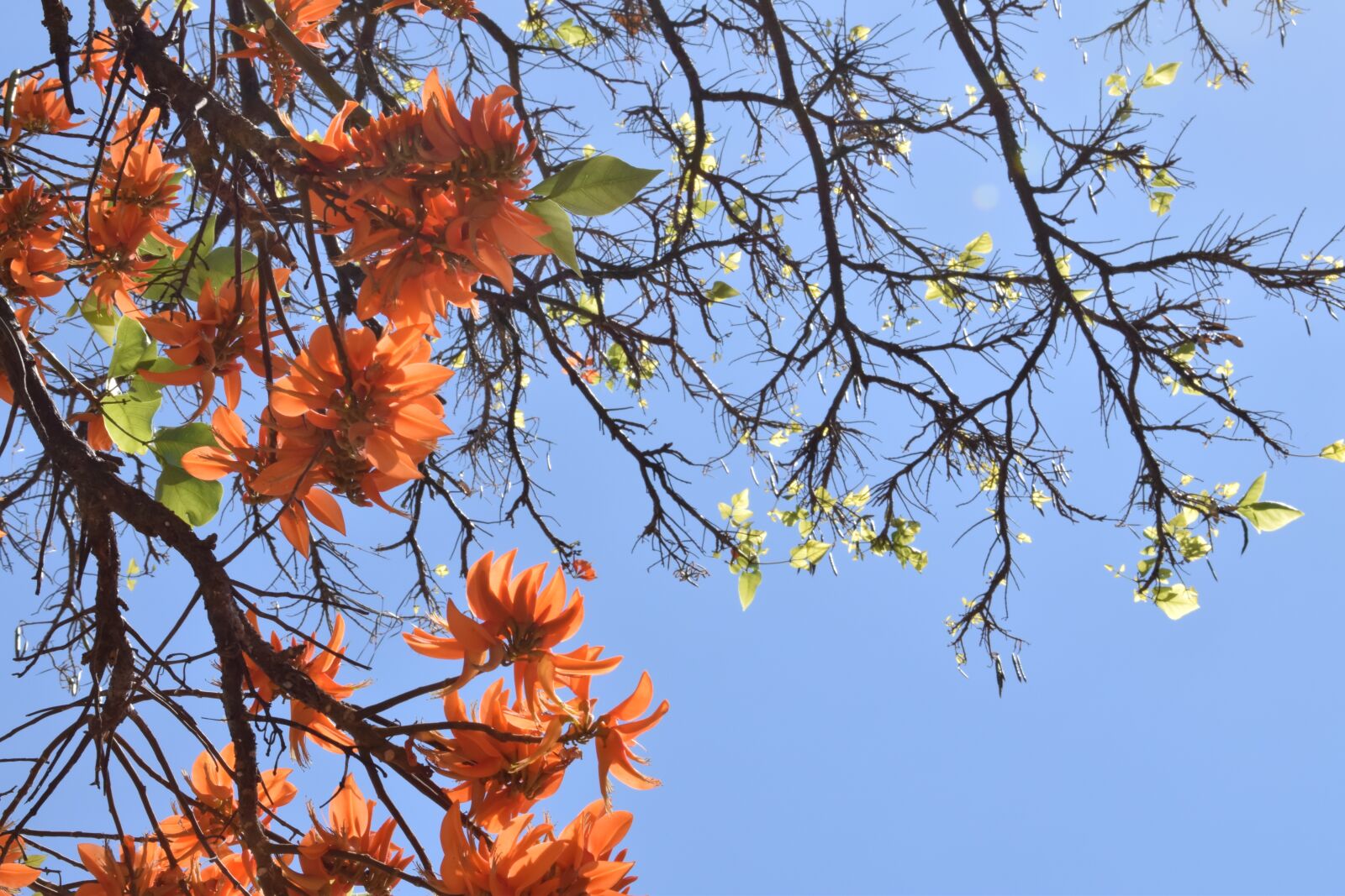 Nikon D5300 sample photo. Flowers, bloom, orange flower photography