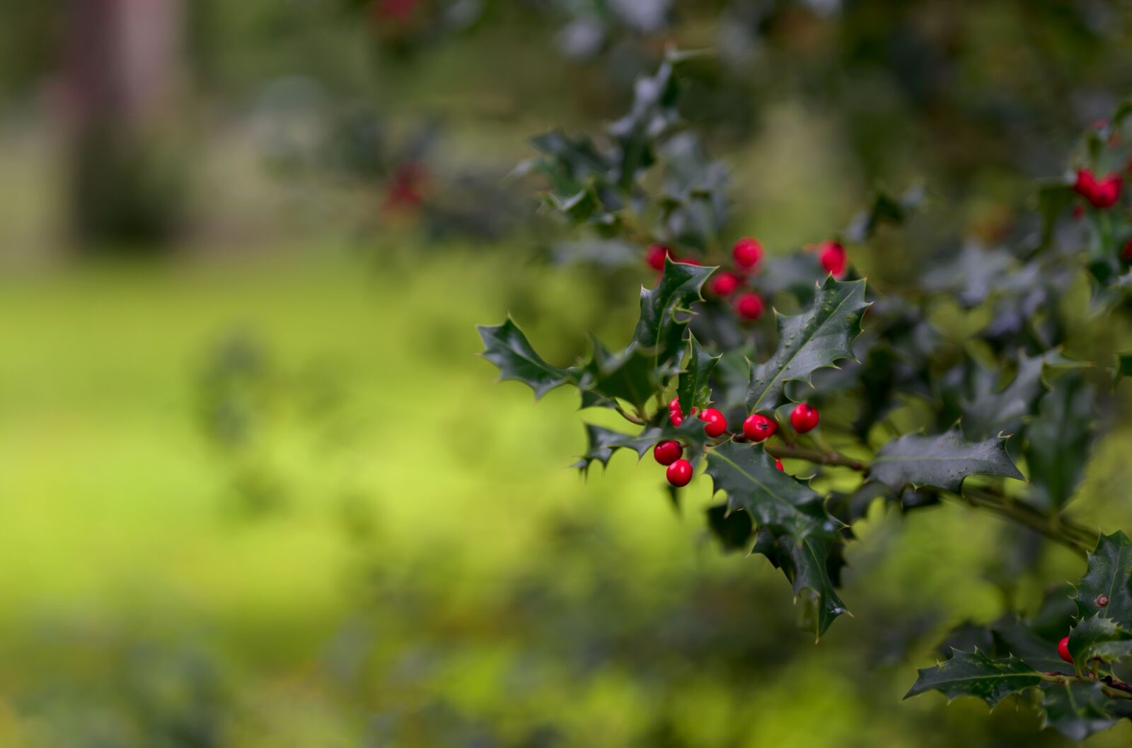 Nikon Nikkor Z 50mm F1.8 S sample photo. Holly, christmas holly, ilex photography