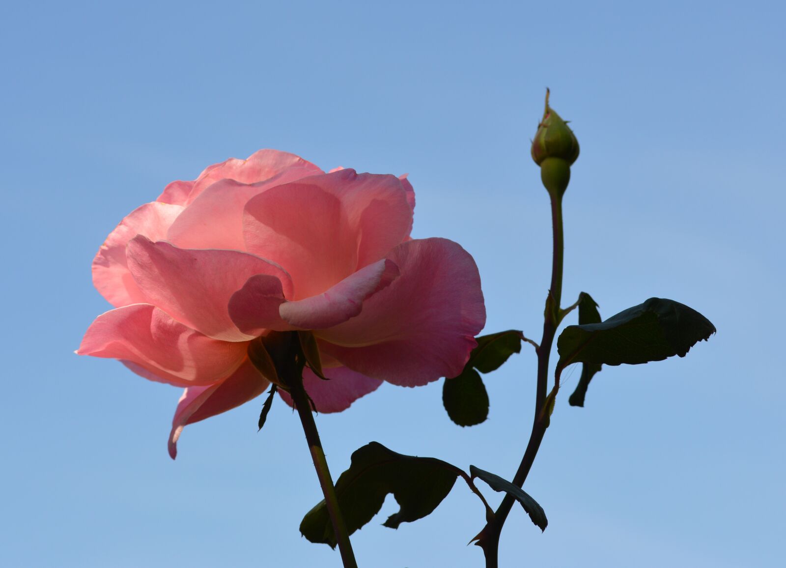 Nikon D3200 sample photo. Flowers, nature, green photography