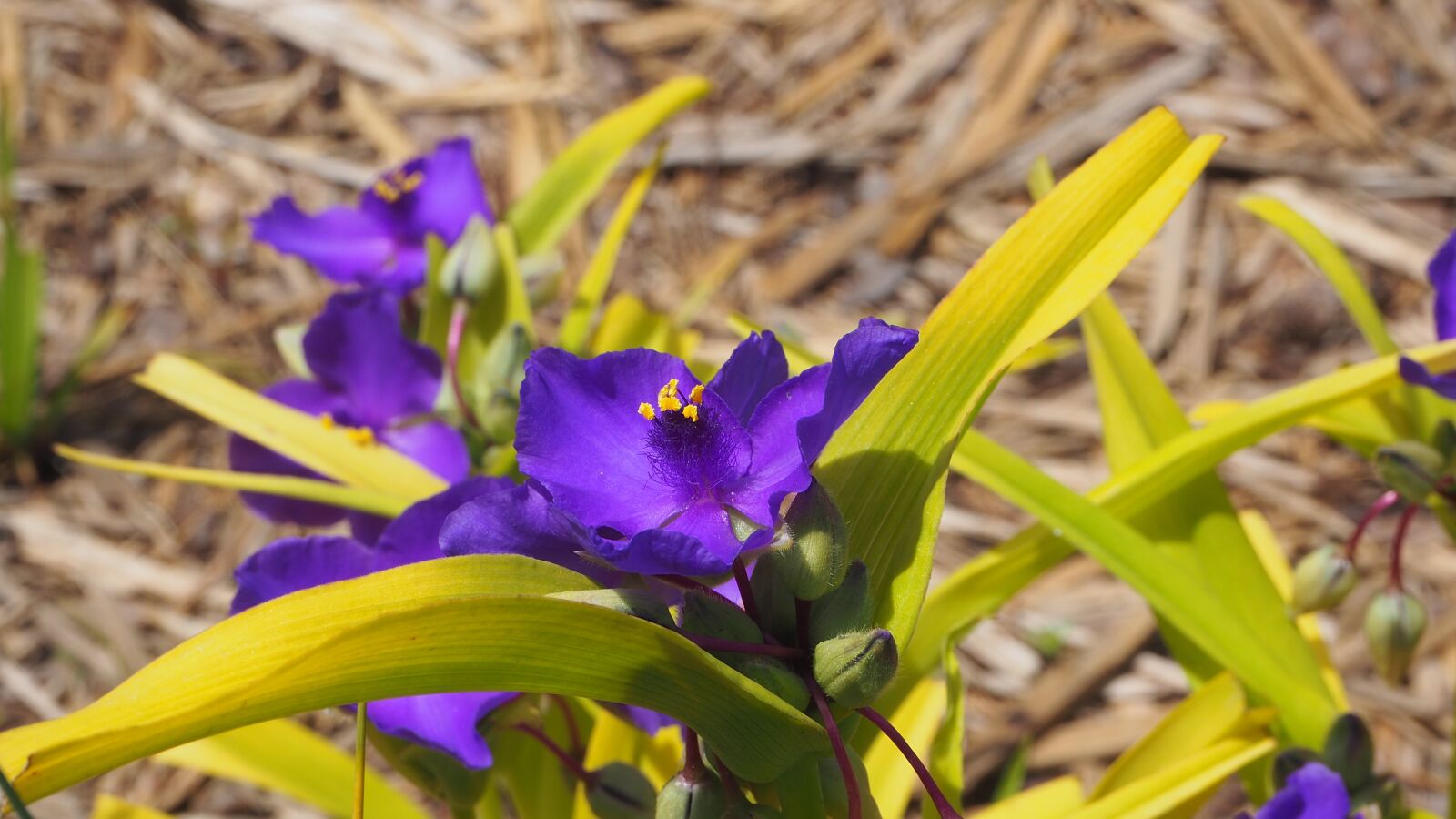 Olympus OM-D E-M10 II sample photo. Purple flower, purple, flower photography