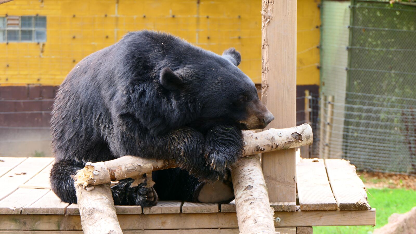 Panasonic Lumix DMC-FZ2500 (Lumix DMC-FZ2000) sample photo. Bear, animal, mammals photography
