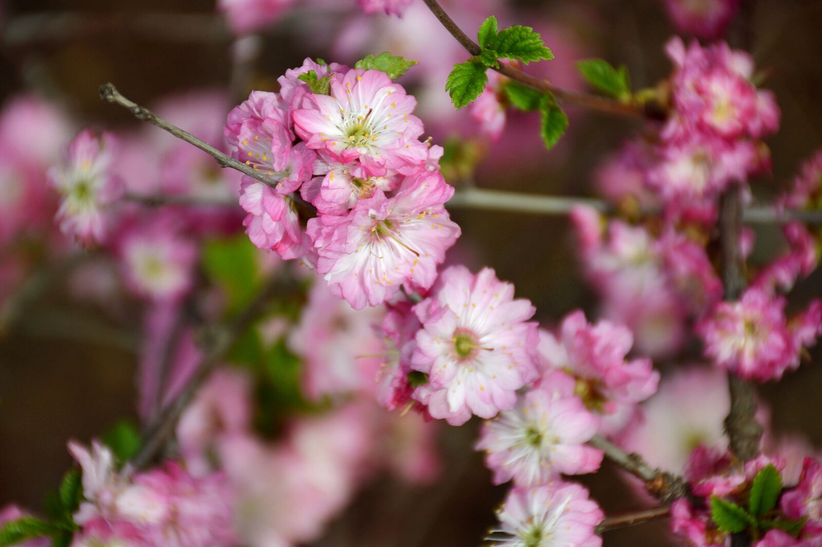 Nikon D3200 sample photo. The cherry blossoms, spring photography