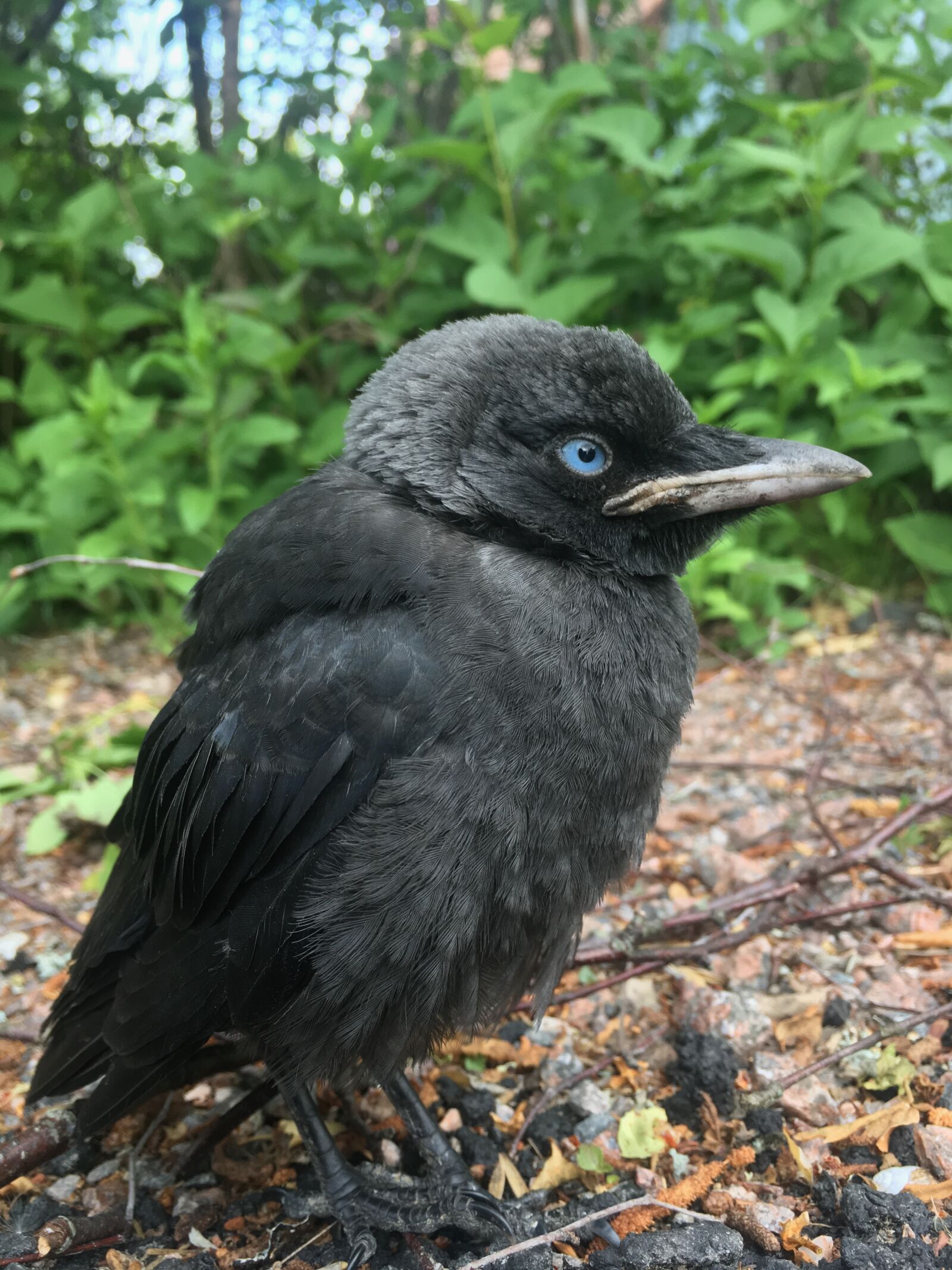 iPhone SE back camera 4.15mm f/2.2 sample photo. Western jackdaw, bird, young photography