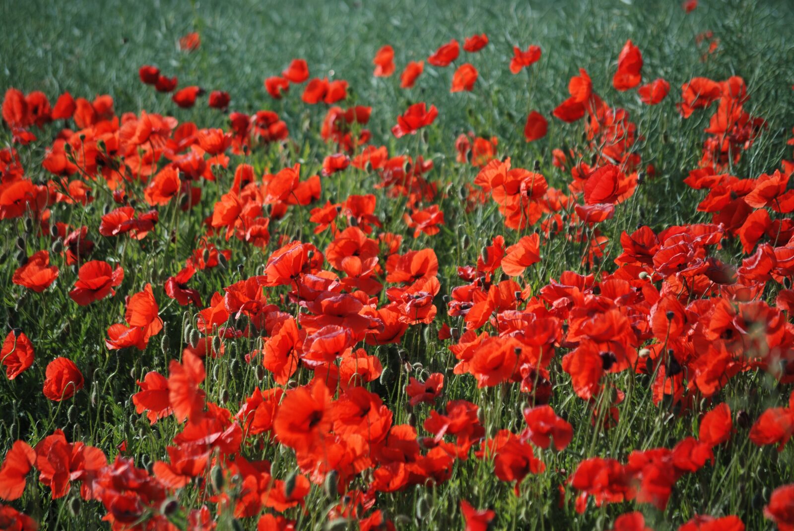 Nikon D60 sample photo. Poppy, poppies, flowers photography