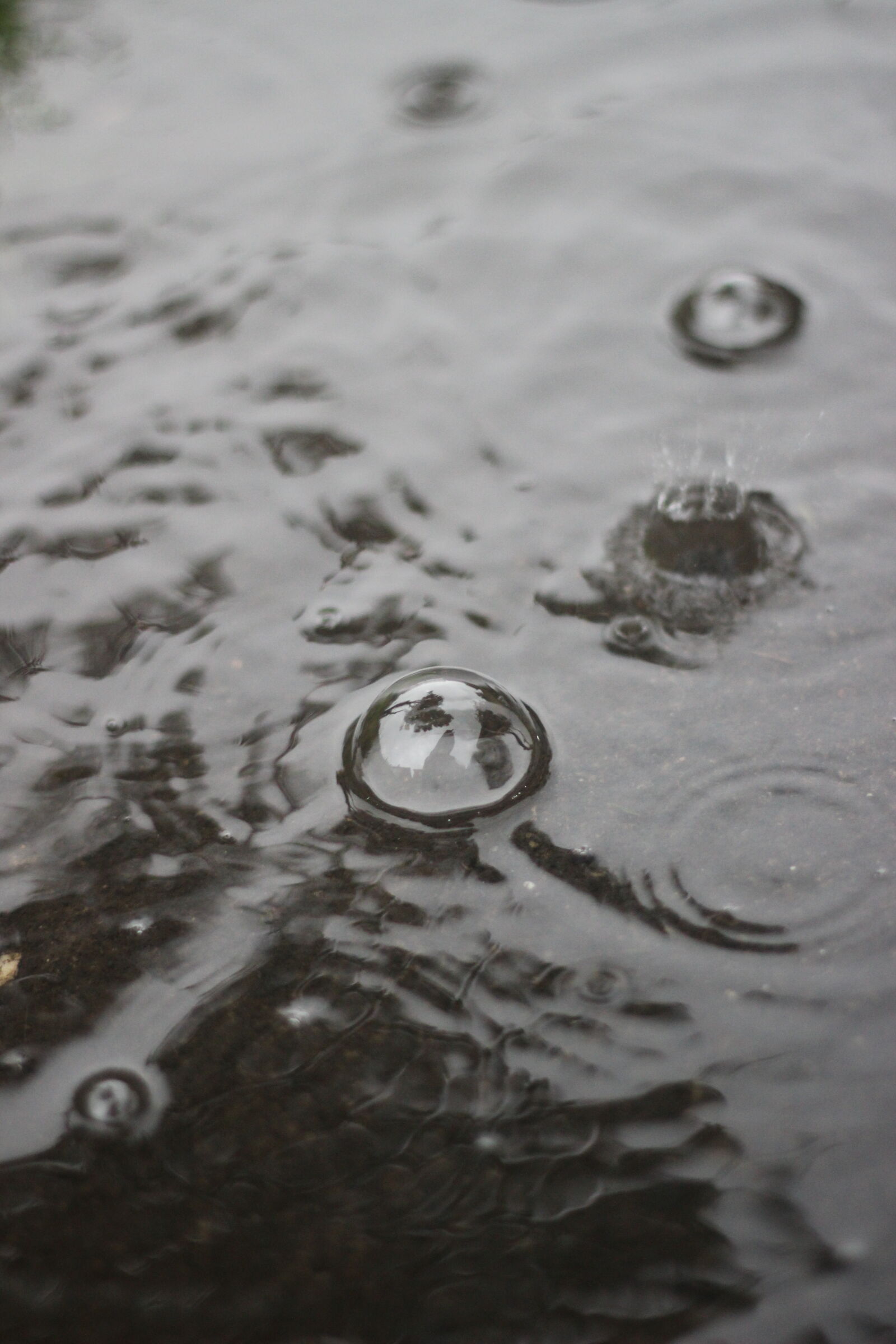 Canon EOS 600D (Rebel EOS T3i / EOS Kiss X5) + Canon EF 50mm F1.8 II sample photo. Calm, waters, rain, drops photography