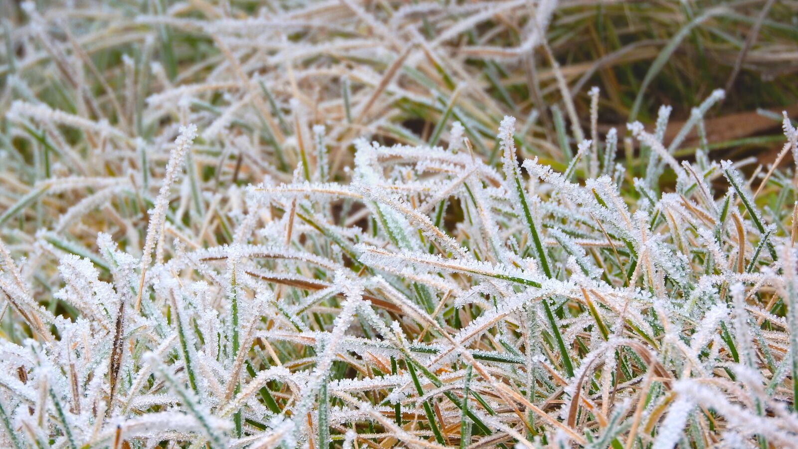 Nikon Coolpix P610 sample photo. Grass, frost, frozen photography