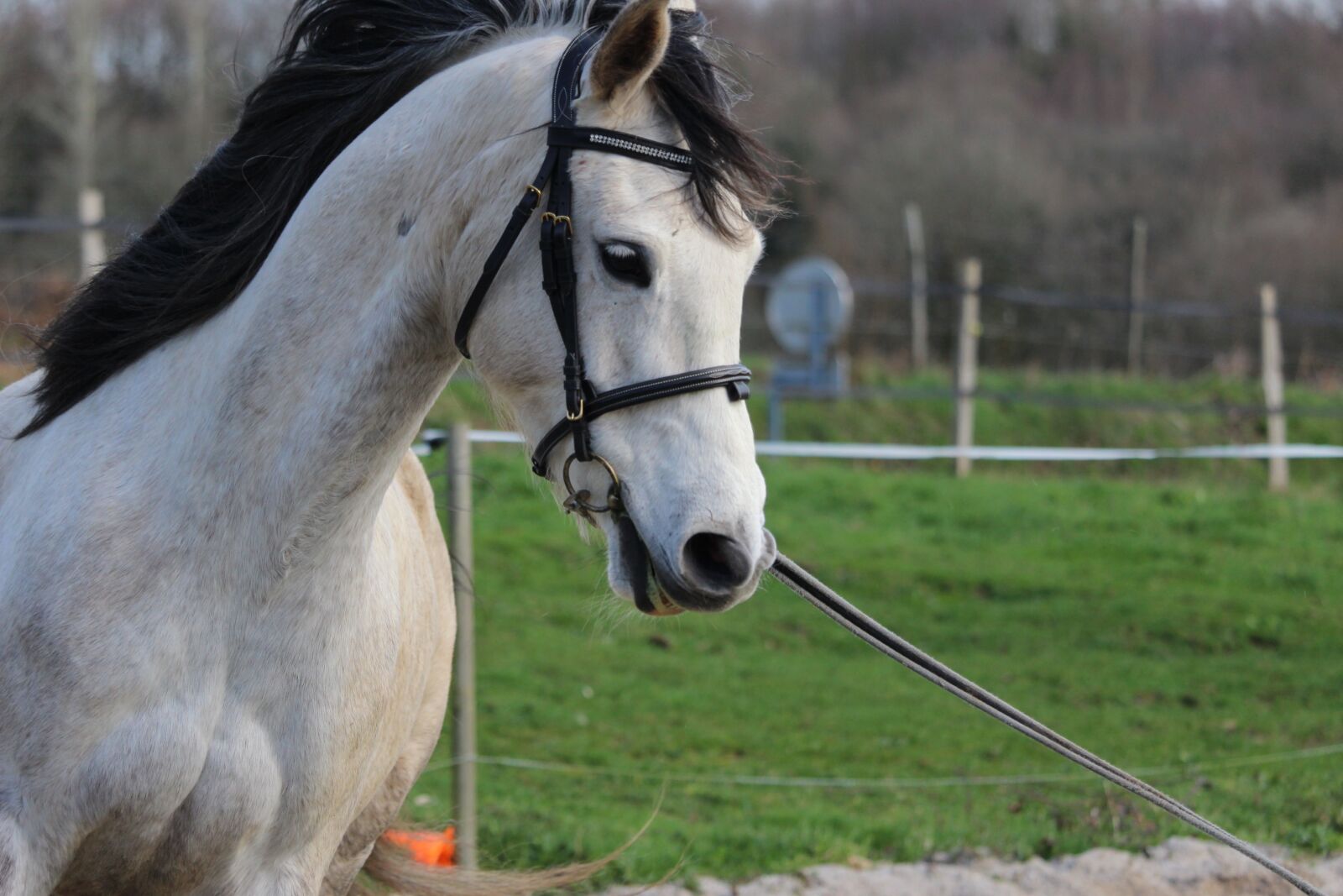 Canon EOS 1200D (EOS Rebel T5 / EOS Kiss X70 / EOS Hi) sample photo. Horse, horses, animals photography