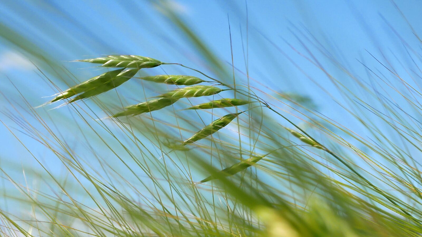 Panasonic Lumix DMC-GX85 (Lumix DMC-GX80 / Lumix DMC-GX7 Mark II) sample photo. Agriculture, food, field photography