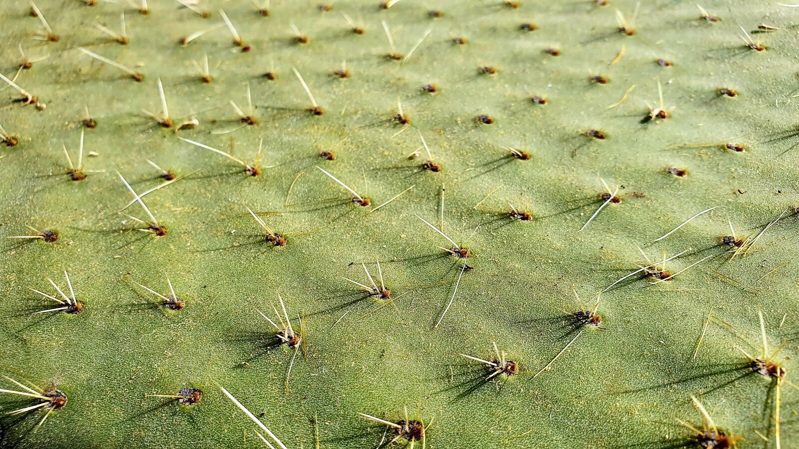 Samsung Galaxy S10e sample photo. Cactus, green, plant photography