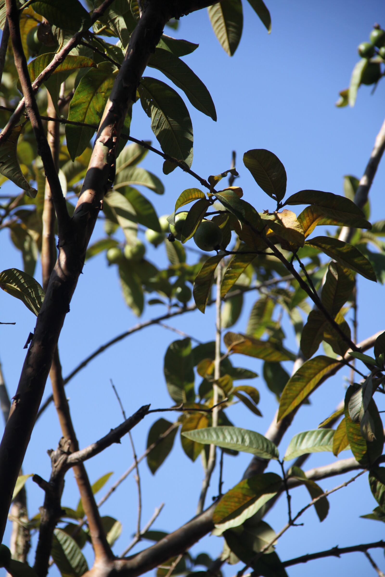 Canon EOS 50D sample photo. Branch, leaves, branches photography