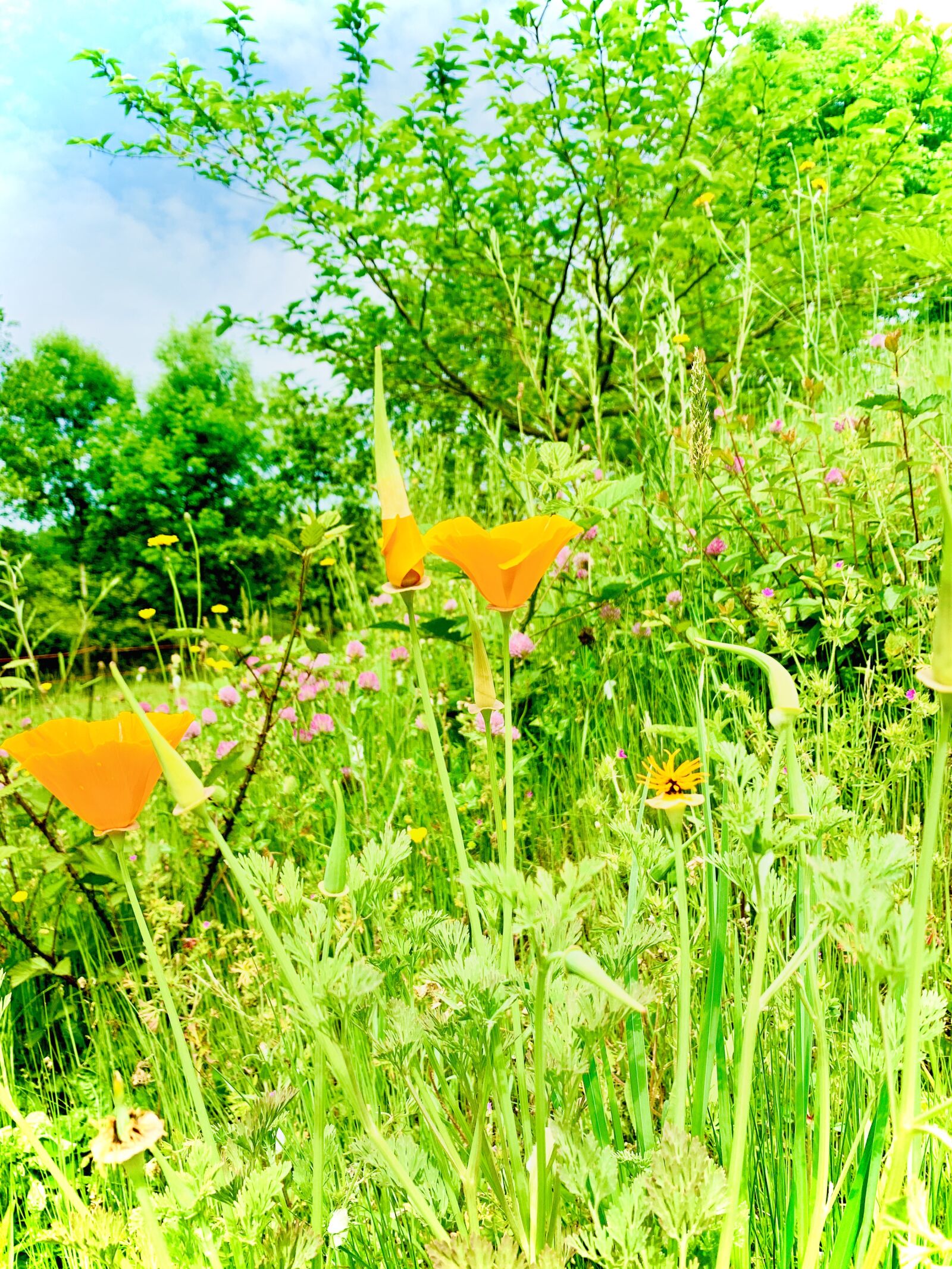 Apple iPhone XS sample photo. Coquelicots, californien, eschscholtzie photography