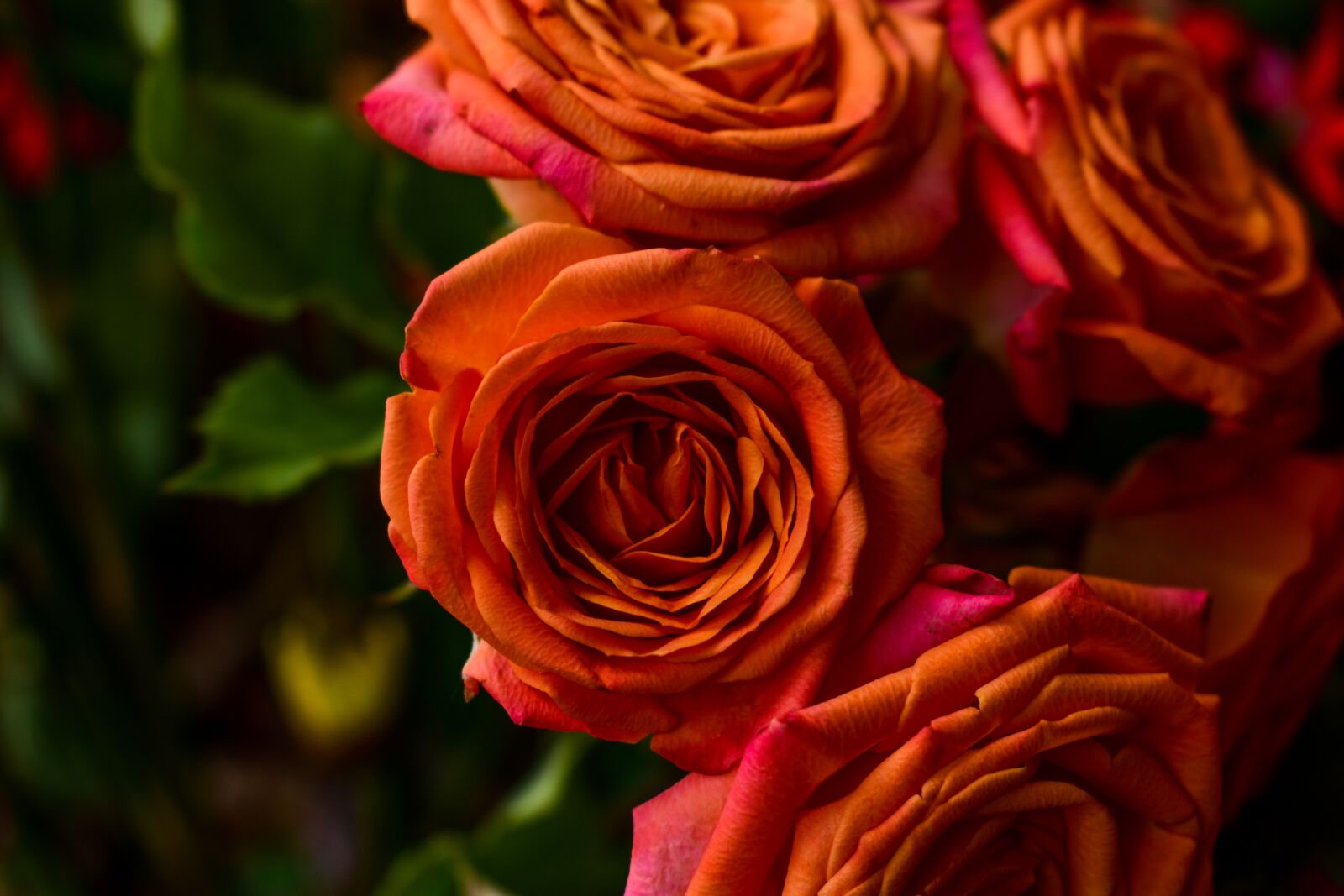 Nikon D3400 sample photo. Flower, rosa, petal photography