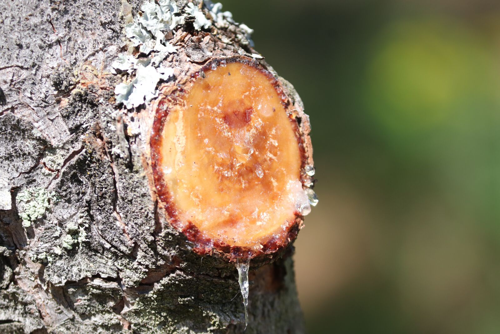 Canon EOS 200D (EOS Rebel SL2 / EOS Kiss X9) sample photo. Resin, sticky, branch photography