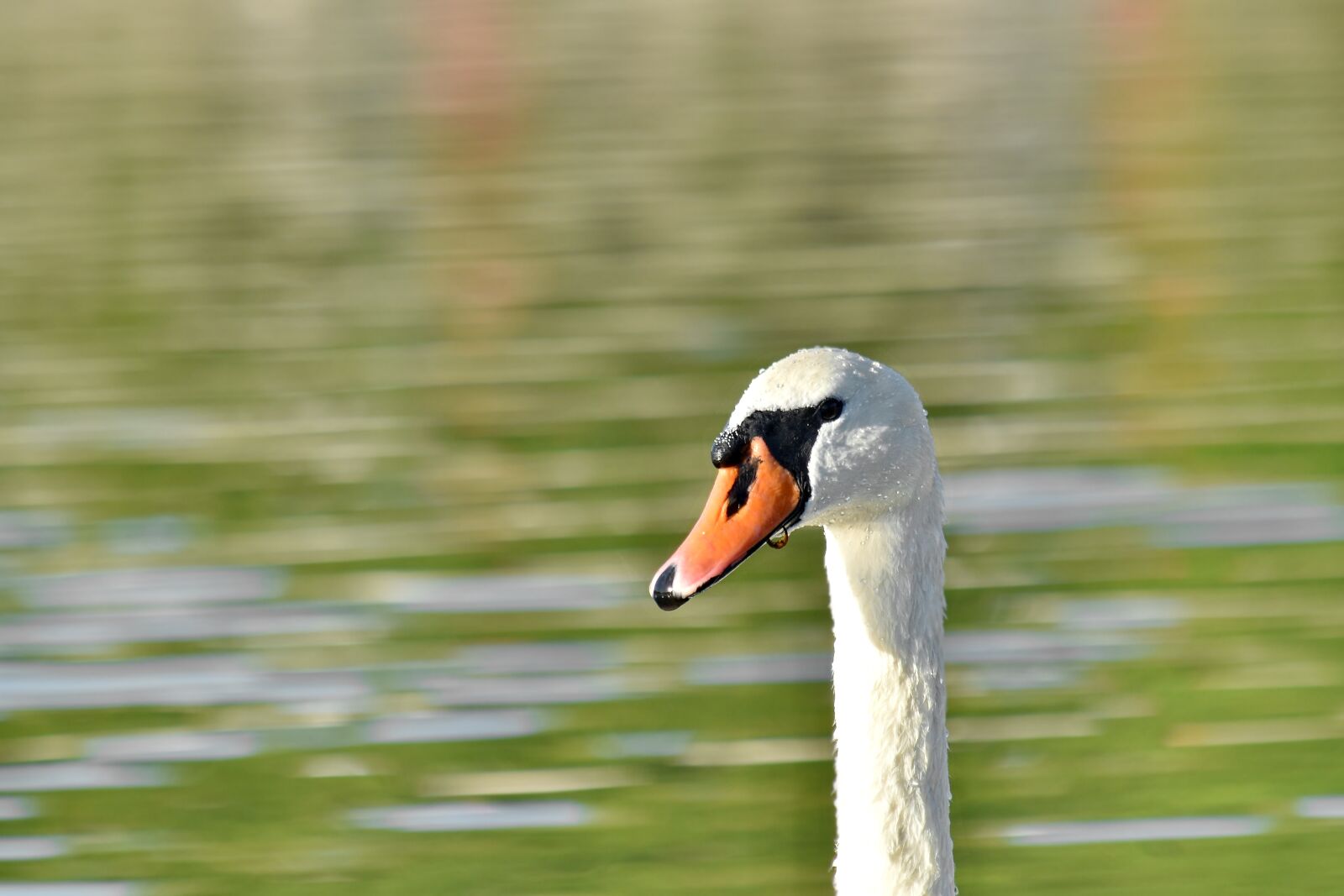 Nikon D5500 sample photo. Bird, blurry, aquatic bird photography