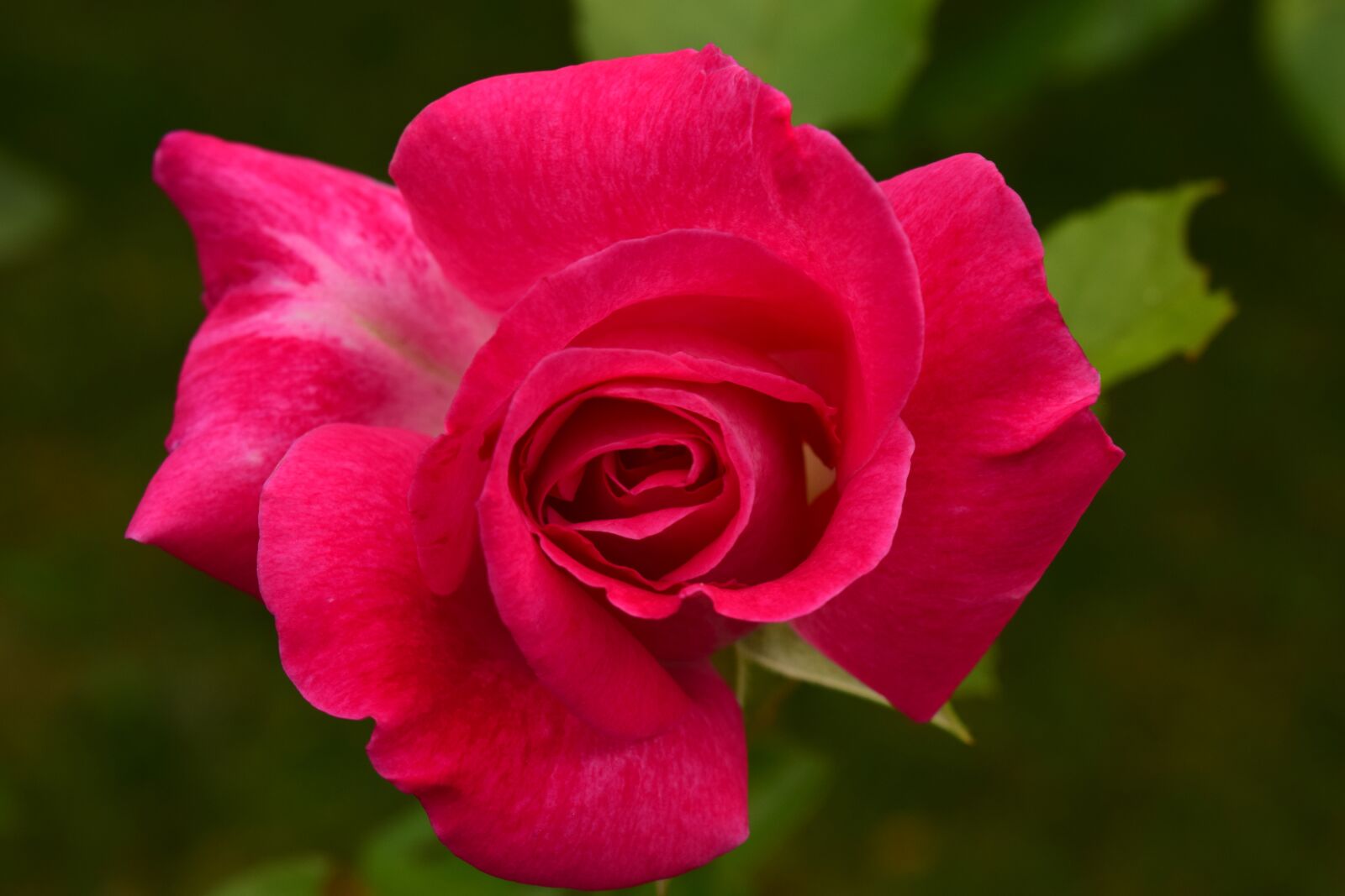 Nikon D3300 sample photo. Rose, close up, flower photography