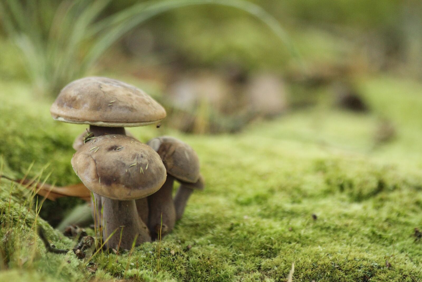 Canon EOS 7D sample photo. Mushrooms, nature, toadstools photography
