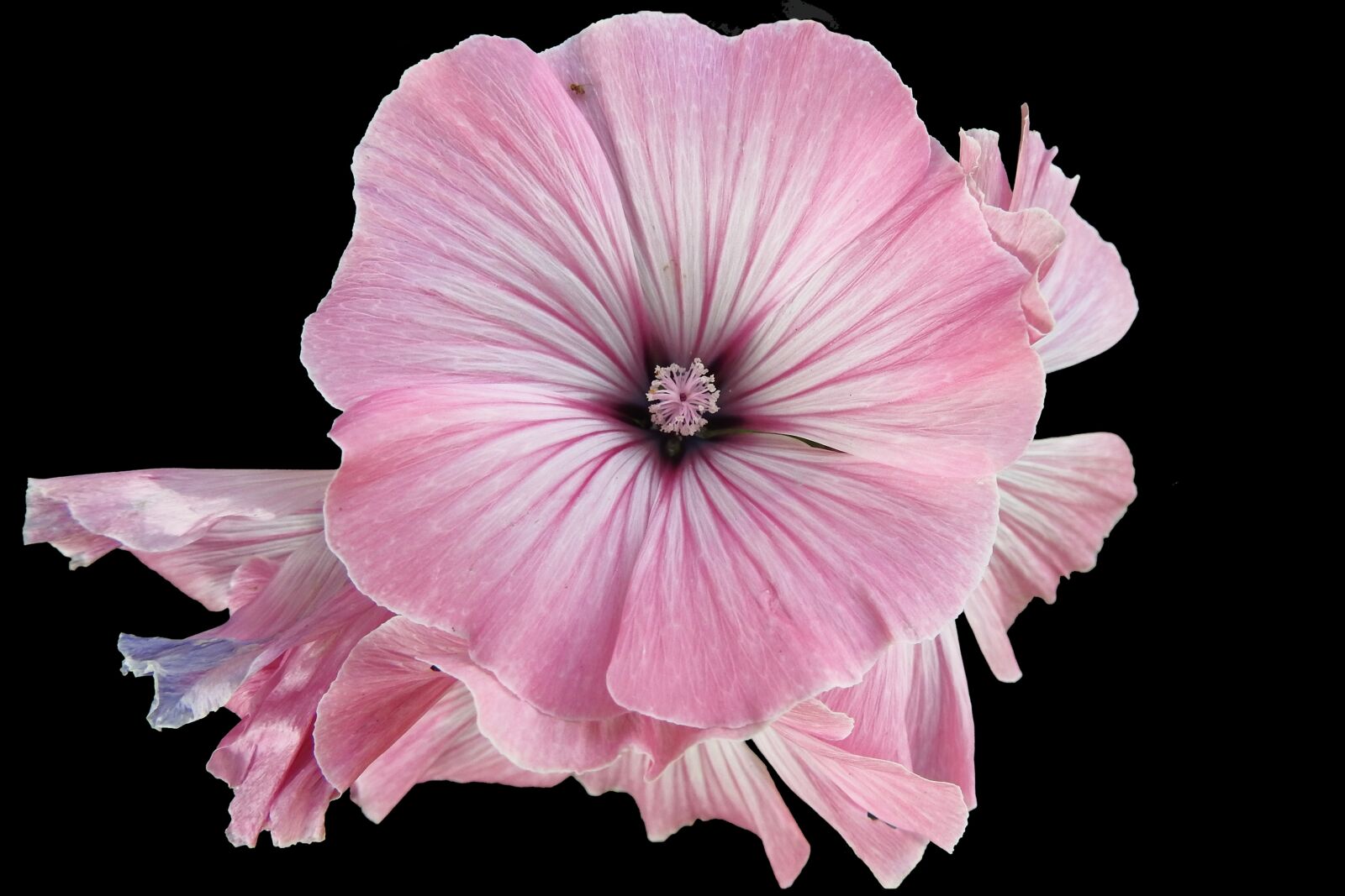 Nikon Coolpix P900 sample photo. Mallow, hollyhock flower, summer photography