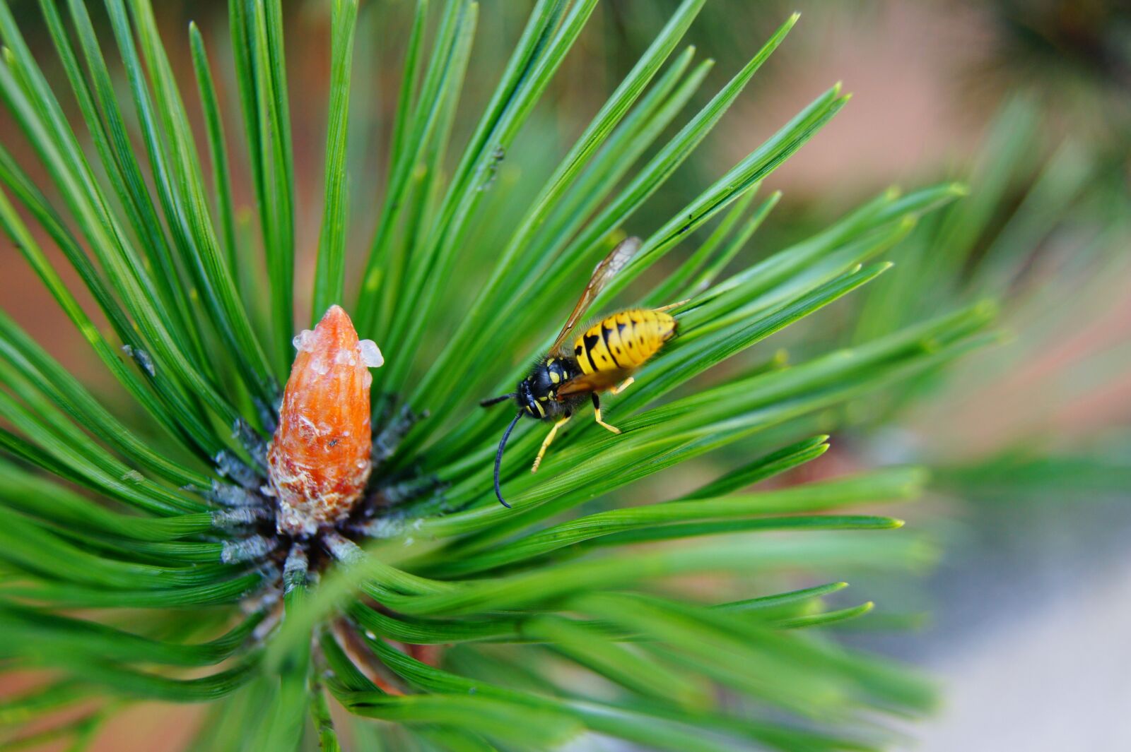 Sony SLT-A33 sample photo. Wasp, fir tree, insect photography