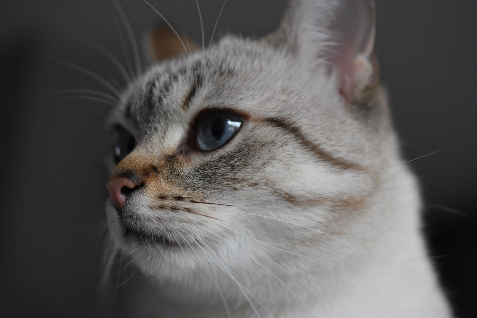 Nikon D5600 sample photo. Cat, animal, blue eyes photography