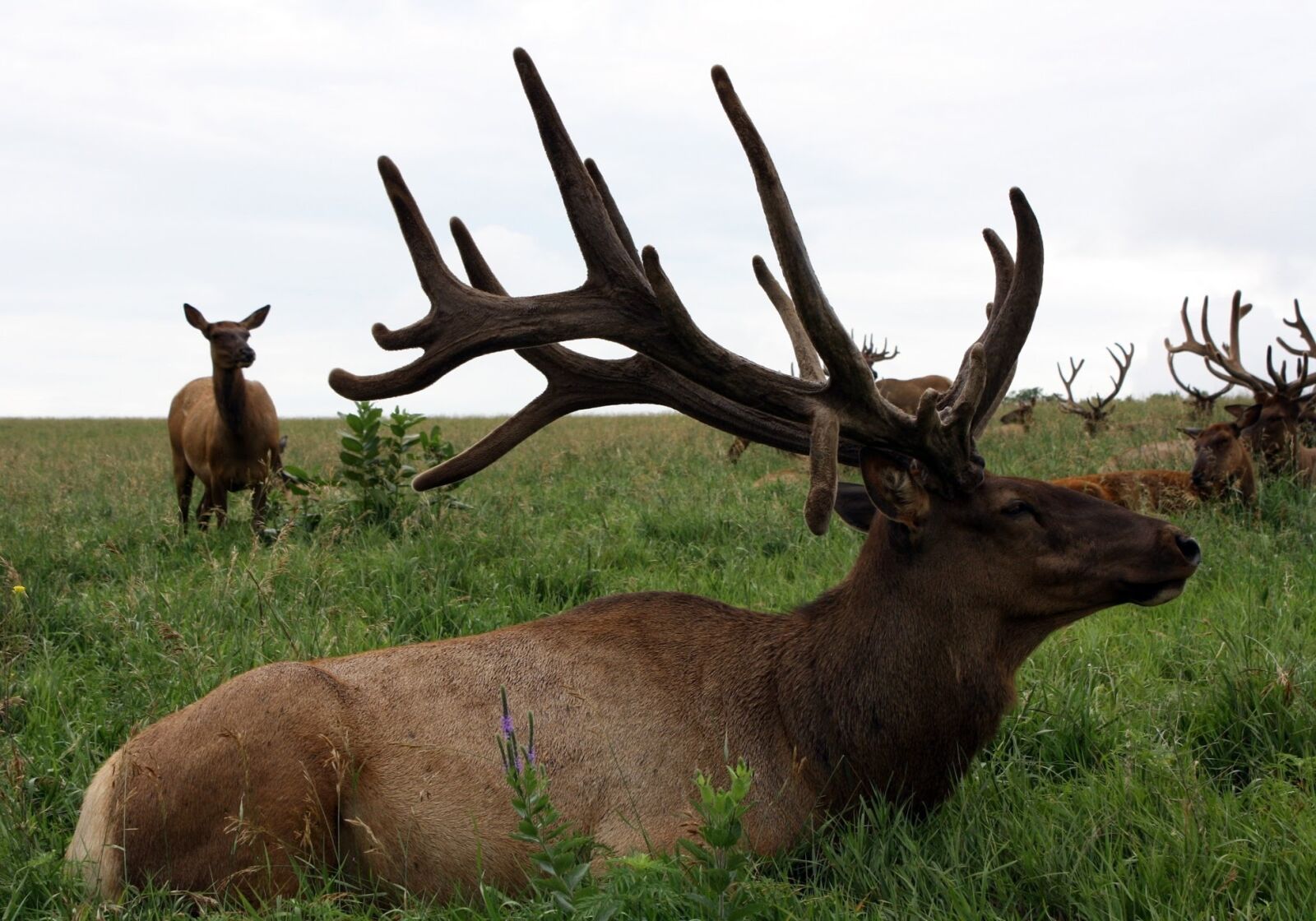 Canon EOS 1000D (EOS Digital Rebel XS / EOS Kiss F) sample photo. Deer, wildlife, mammal photography