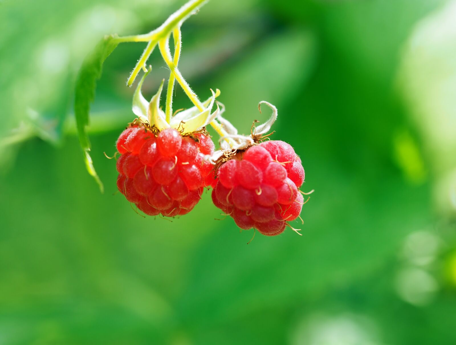 Olympus M.Zuiko Digital ED 60mm F2.8 Macro sample photo. Wild raspberries, raspberries, red photography