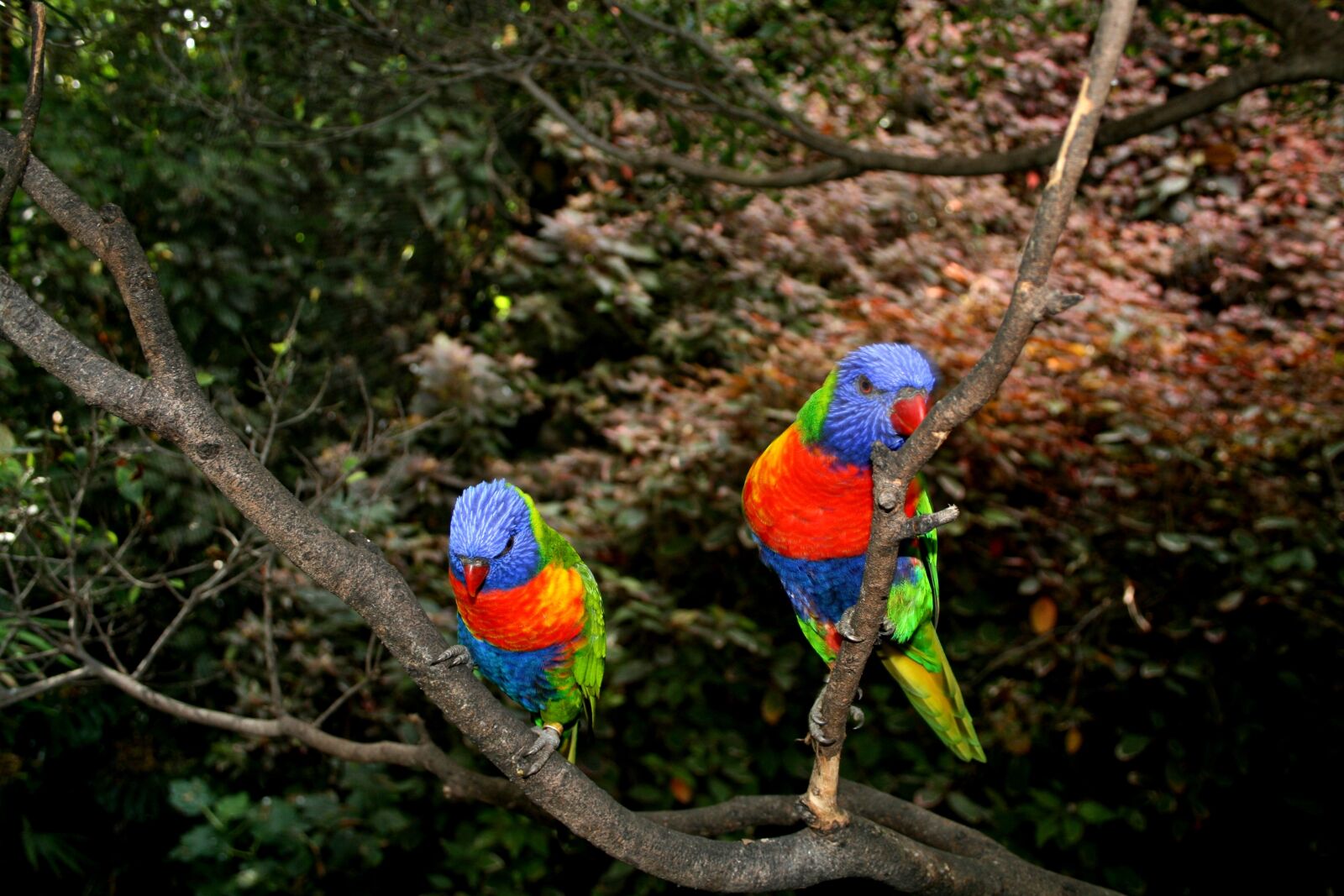 Canon EOS 400D (EOS Digital Rebel XTi / EOS Kiss Digital X) sample photo. Parrots, red, bird photography