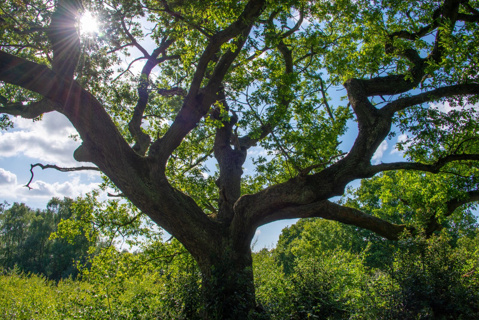 Nikon D800 sample photo. Tree, forest, sun photography