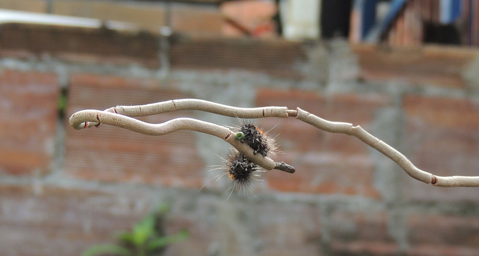 Nikon Coolpix P510 sample photo. Nature, insect, worm photography