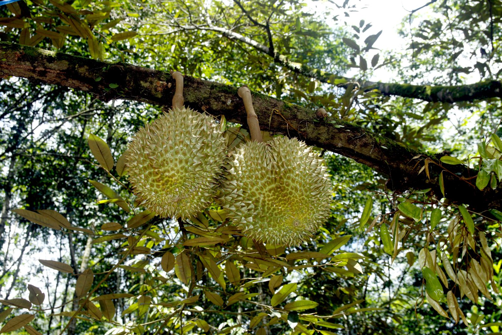 Canon EOS 50D sample photo. Durian fruit, durian tree photography