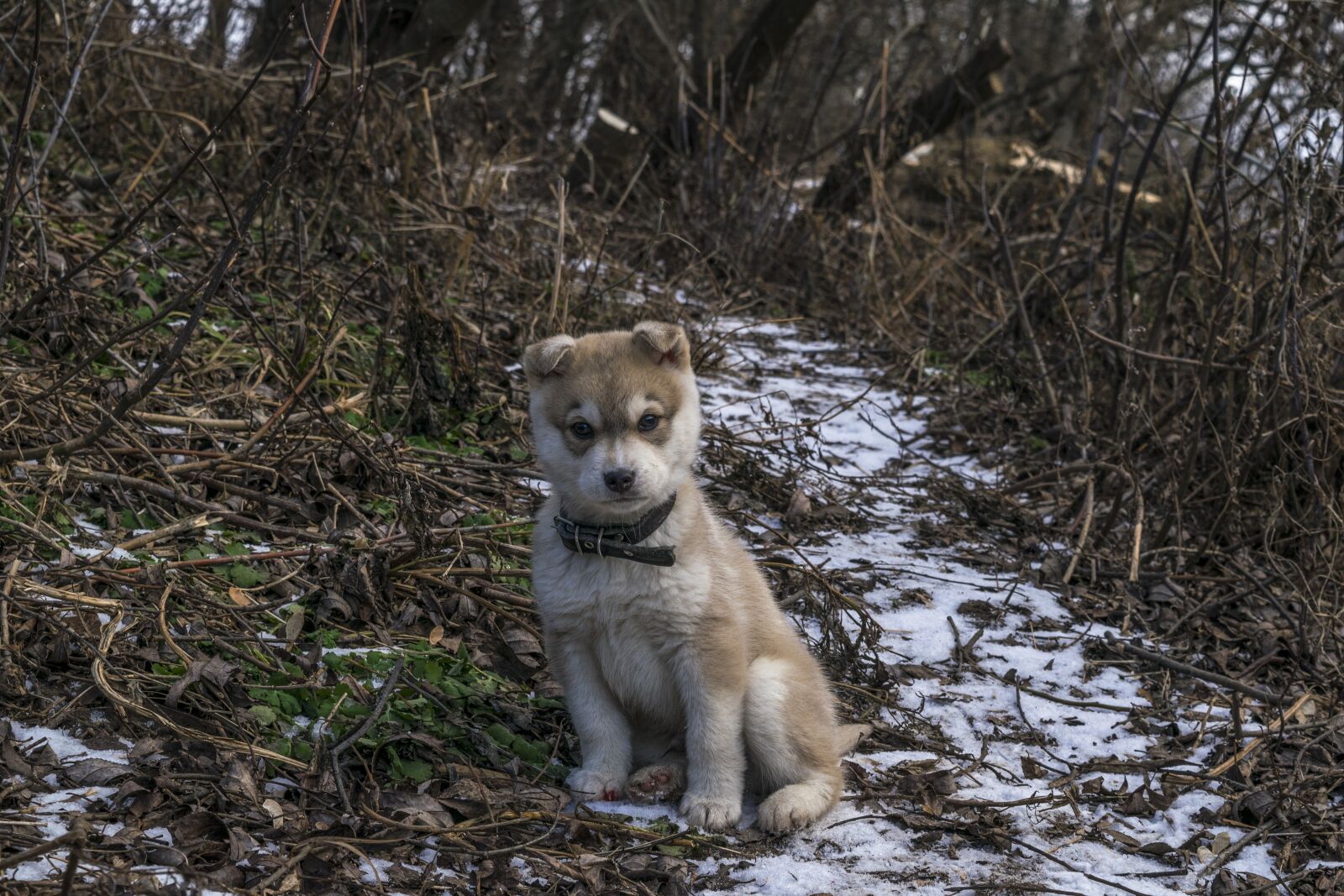 Nikon D3300 sample photo. Puppy, animal, dog photography