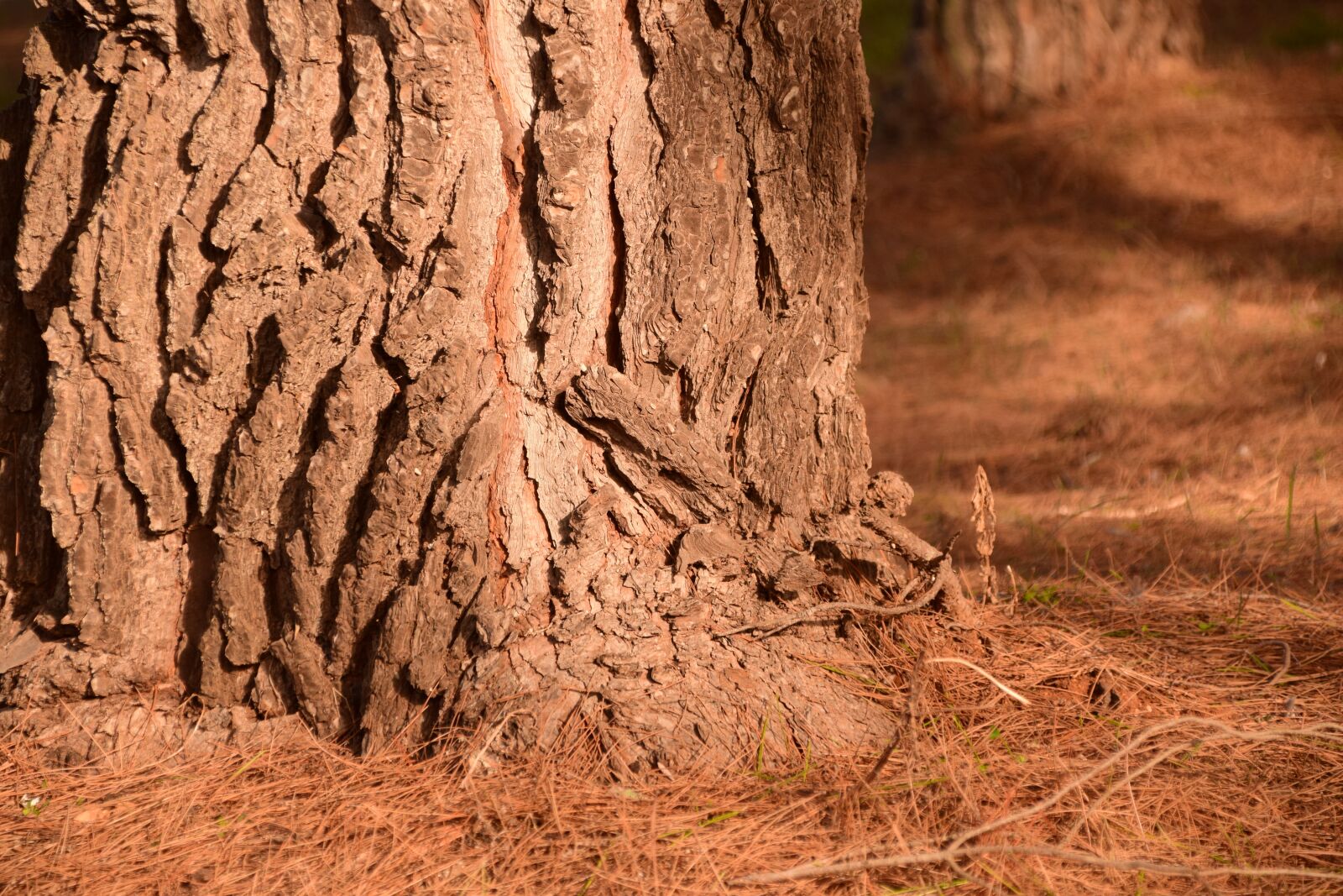 Nikon D3300 sample photo. Pine, log, forest floor photography