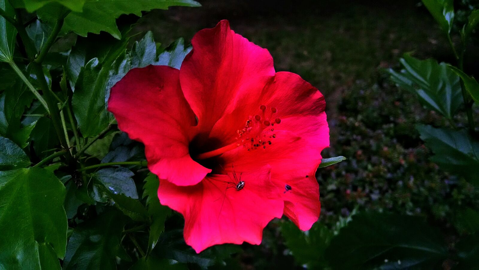 Motorola Moto X (1st Gen) sample photo. Flower, pink, spider, summer photography
