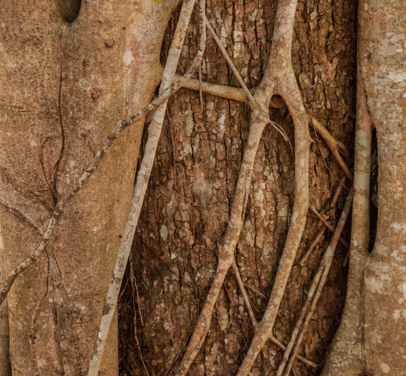 Nikon D300 sample photo. Tree, trunk, vines photography