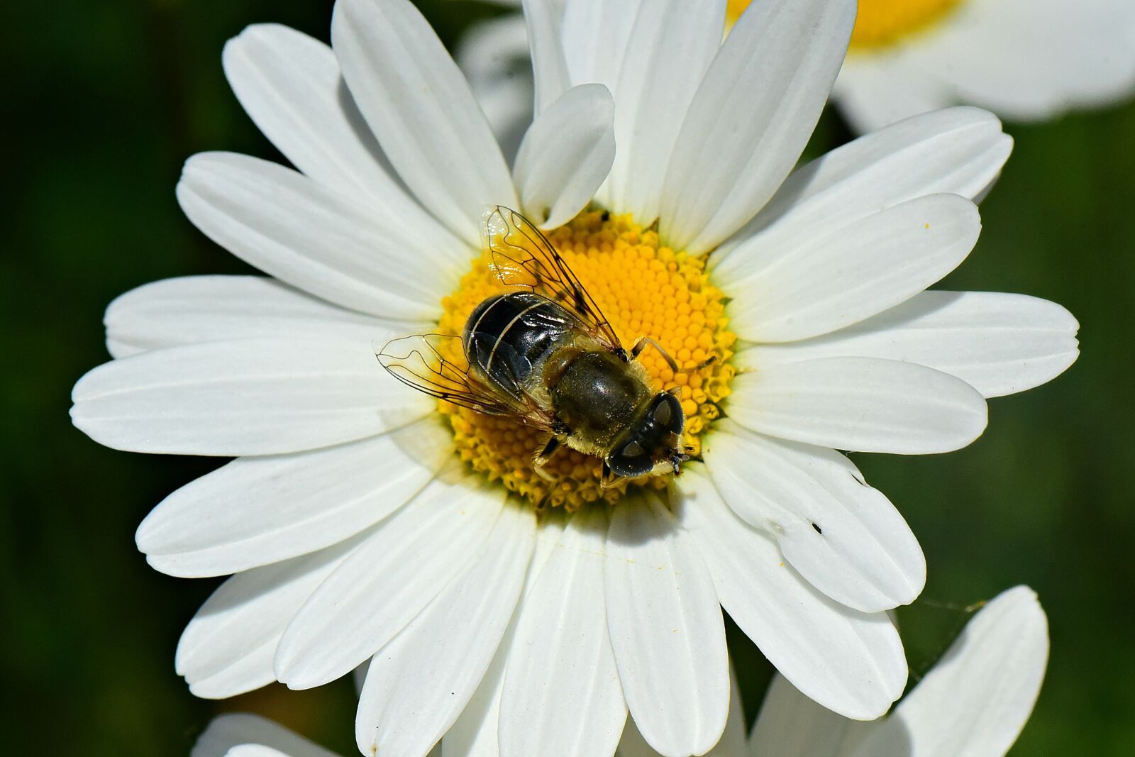 Nikon D750 sample photo. Oxeye daisy, flower, plant photography