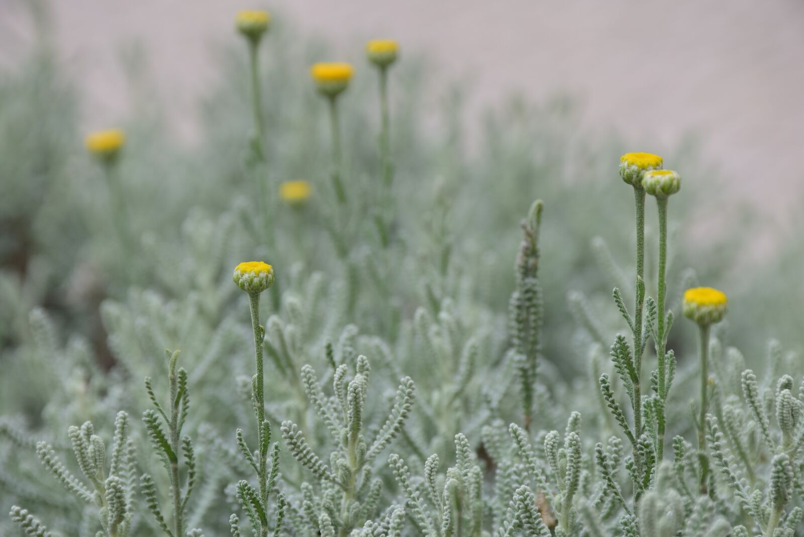 Nikon D5300 sample photo. Flowers, small, yellow photography