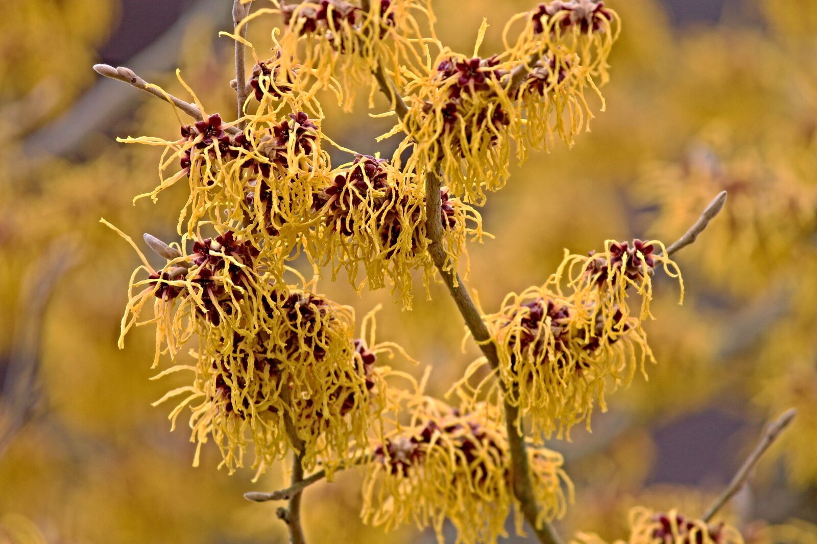 Canon EOS 1100D (EOS Rebel T3 / EOS Kiss X50) sample photo. Witch hazel, winterblueher, bloom photography
